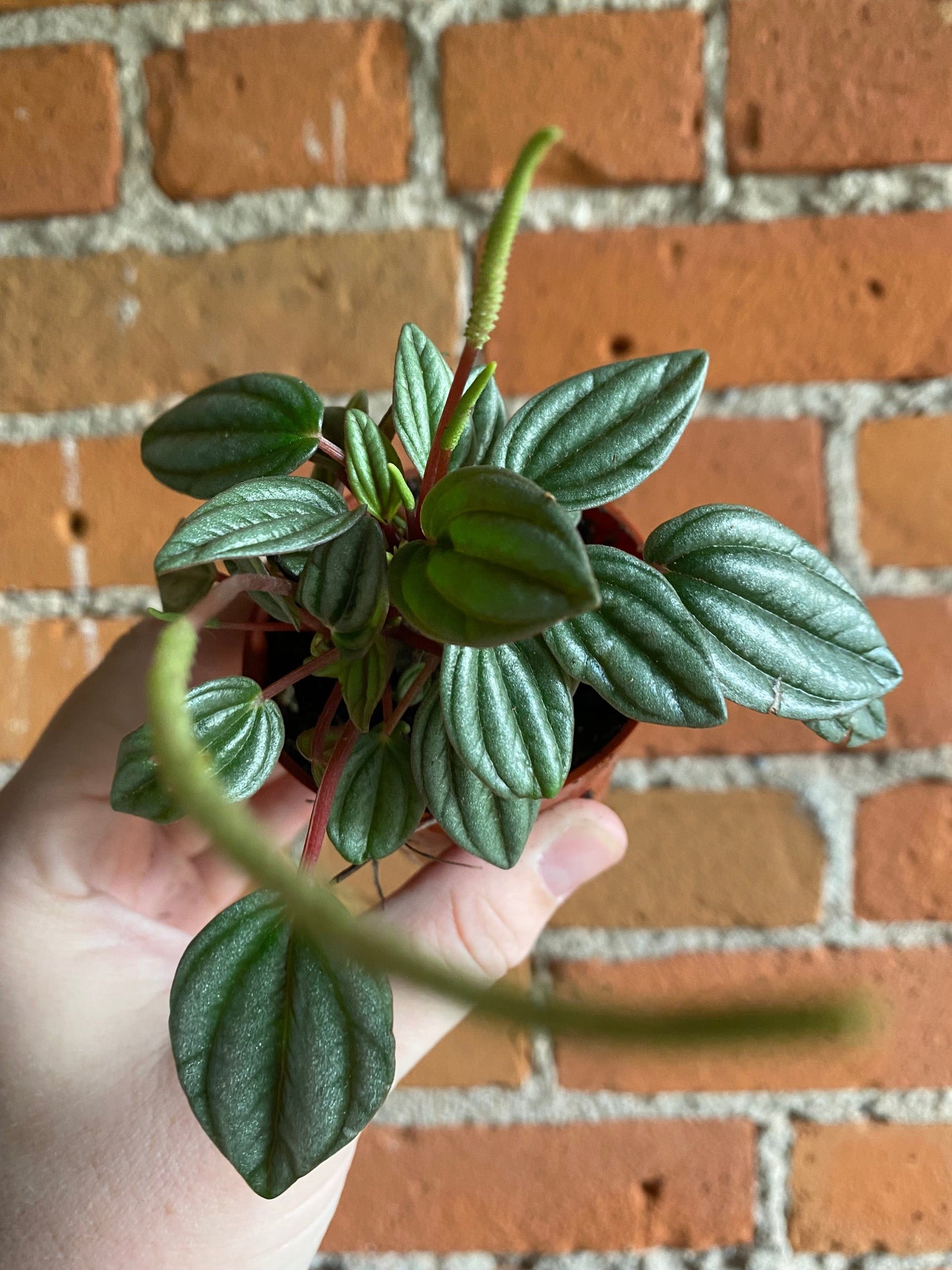 Plant Goals Plant Shop 2.5" Peperomia Napoli Nights