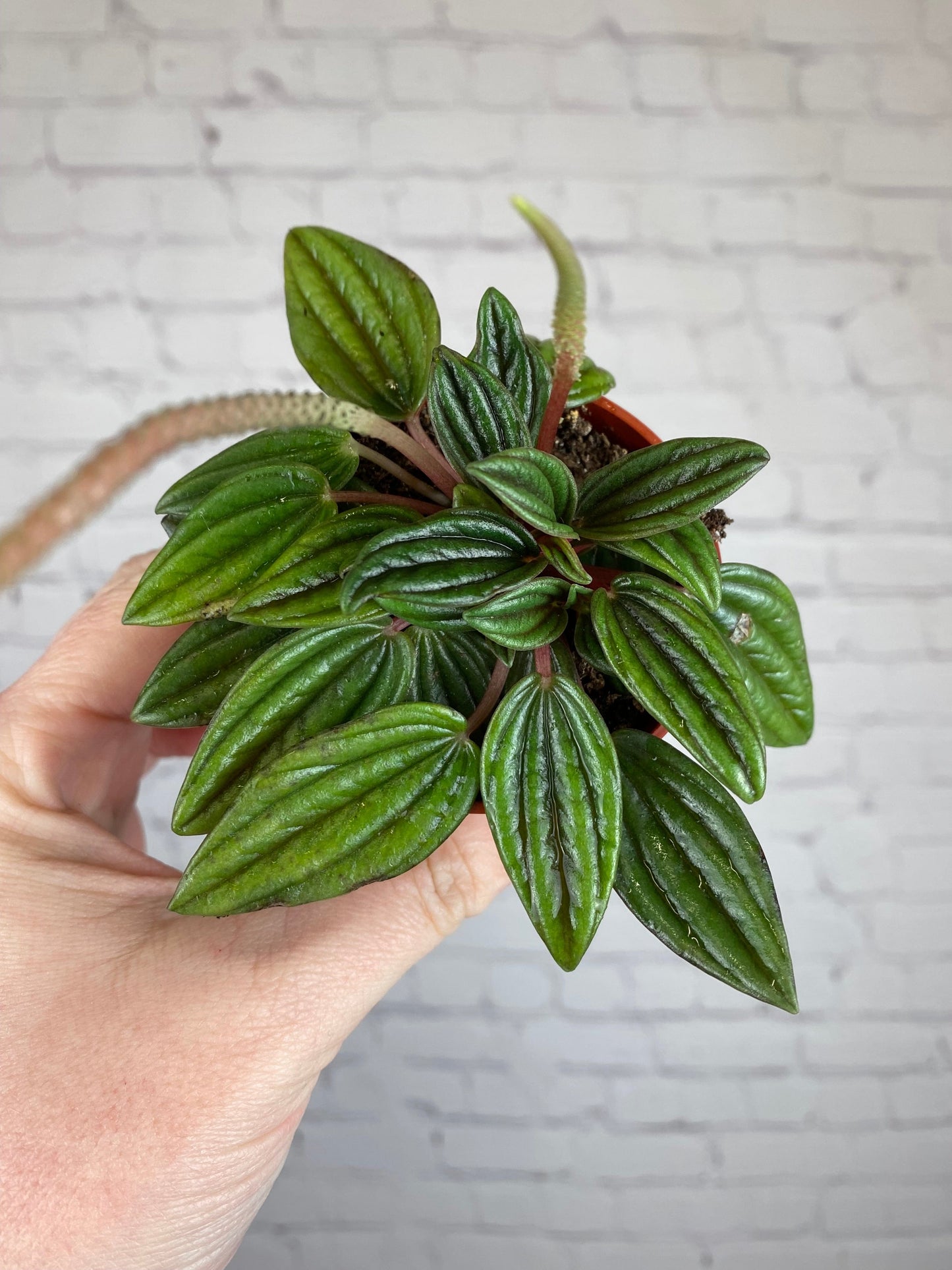 Plant Goals Plant Shop 2.5" Peperomia Rosso