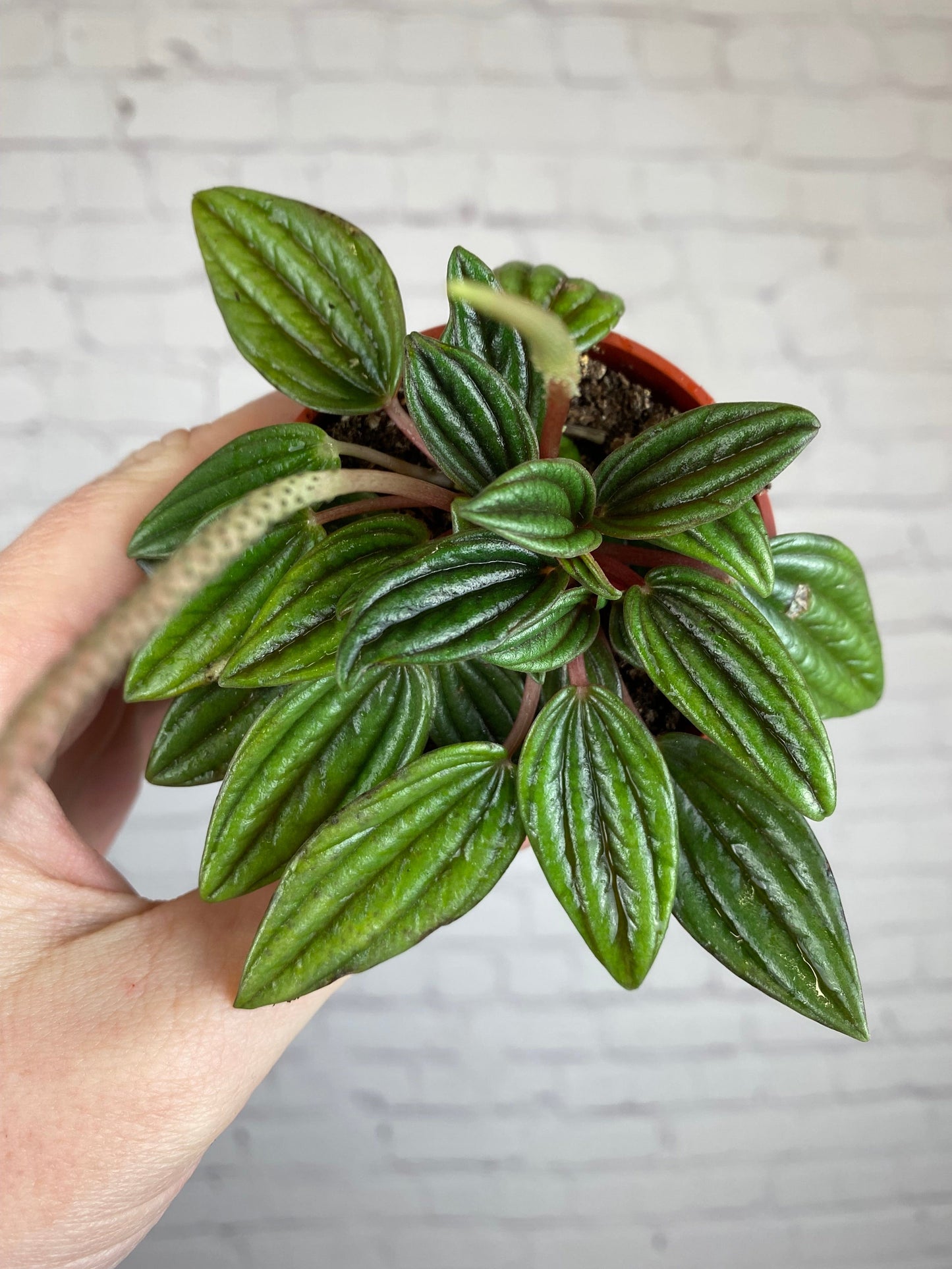 Plant Goals Plant Shop 2.5" Peperomia Rosso