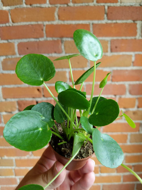 Plant Goals Plant Shop 2.5" Pilea Peperomioides | Friendship Plant