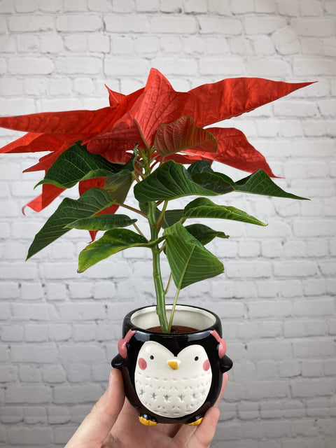 Plant Goals Plant Shop 2.5" Poinsettia