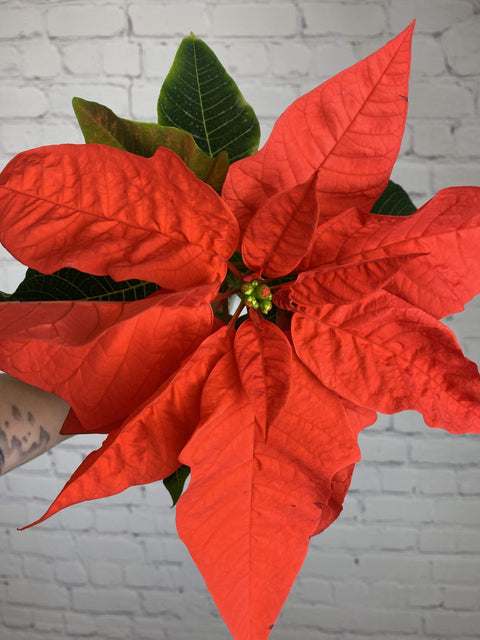 Plant Goals Plant Shop 2.5" Poinsettia