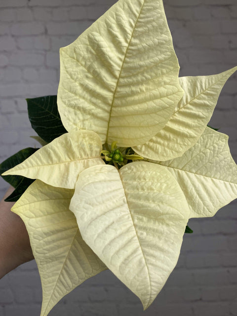 Plant Goals Plant Shop 2.5" Poinsettia