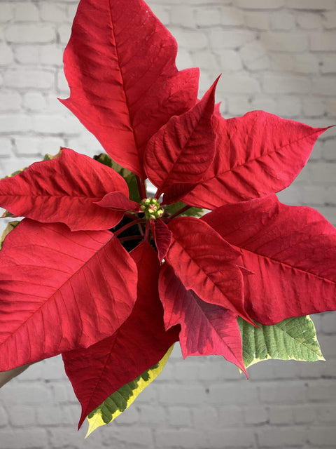 Plant Goals Plant Shop 2.5" Poinsettia