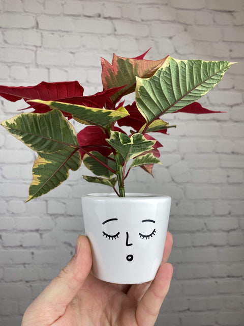 Plant Goals Plant Shop 2.5" Poinsettia