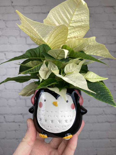 Plant Goals Plant Shop 2.5" Poinsettia
