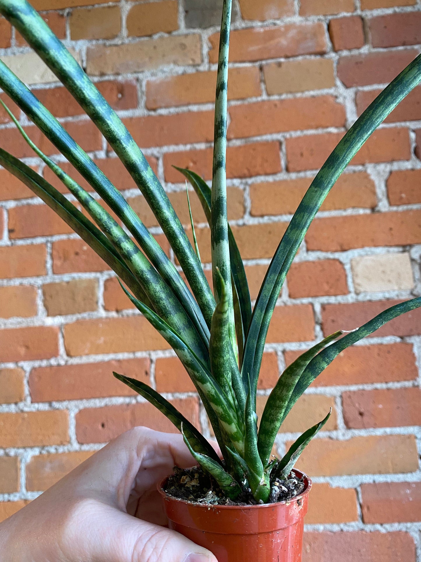Plant Goals Plant Shop 2.5" Sansevieria Fernwood Mikado