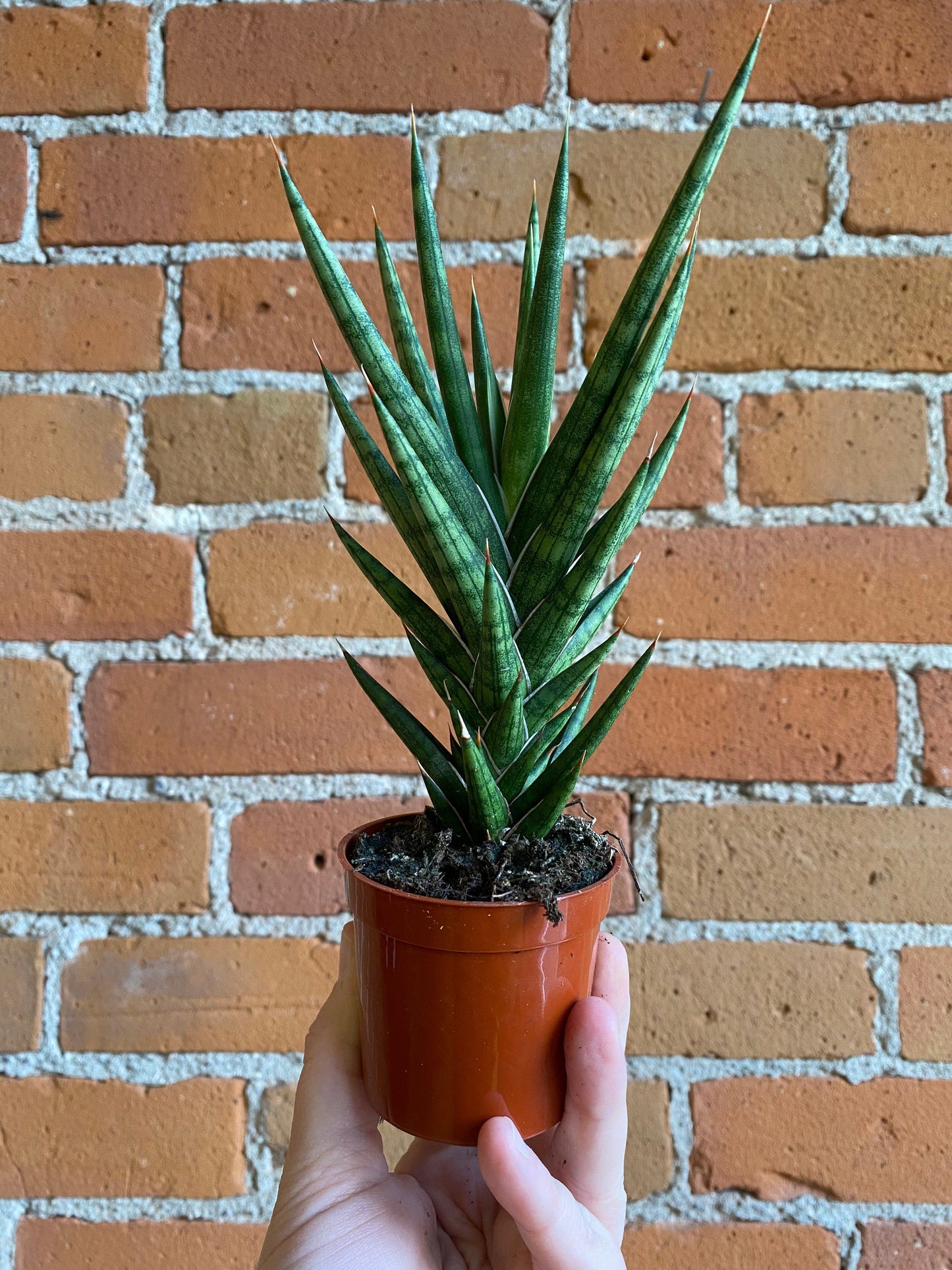 Plant Goals Plant Shop 2.5" Sansevieria Francisii Spiky