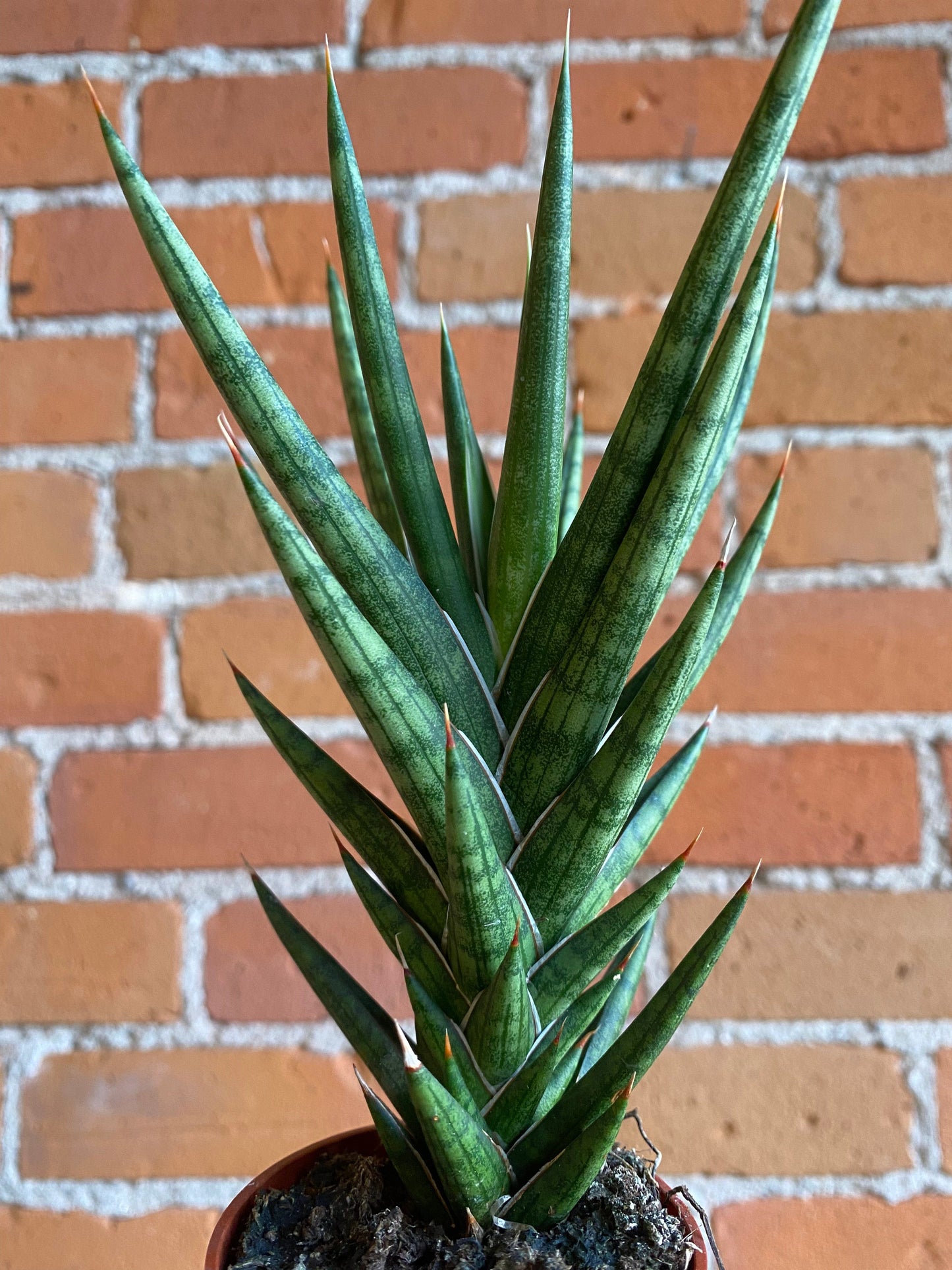 Plant Goals Plant Shop 2.5" Sansevieria Francisii Spiky
