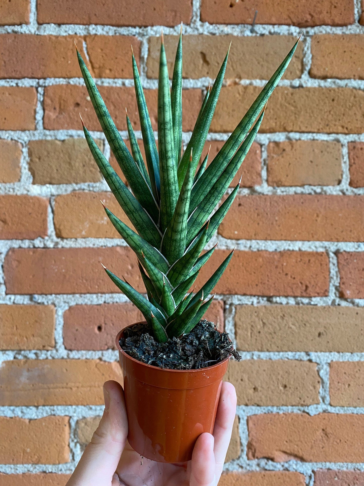 Plant Goals Plant Shop 2.5" Sansevieria Francisii Spiky