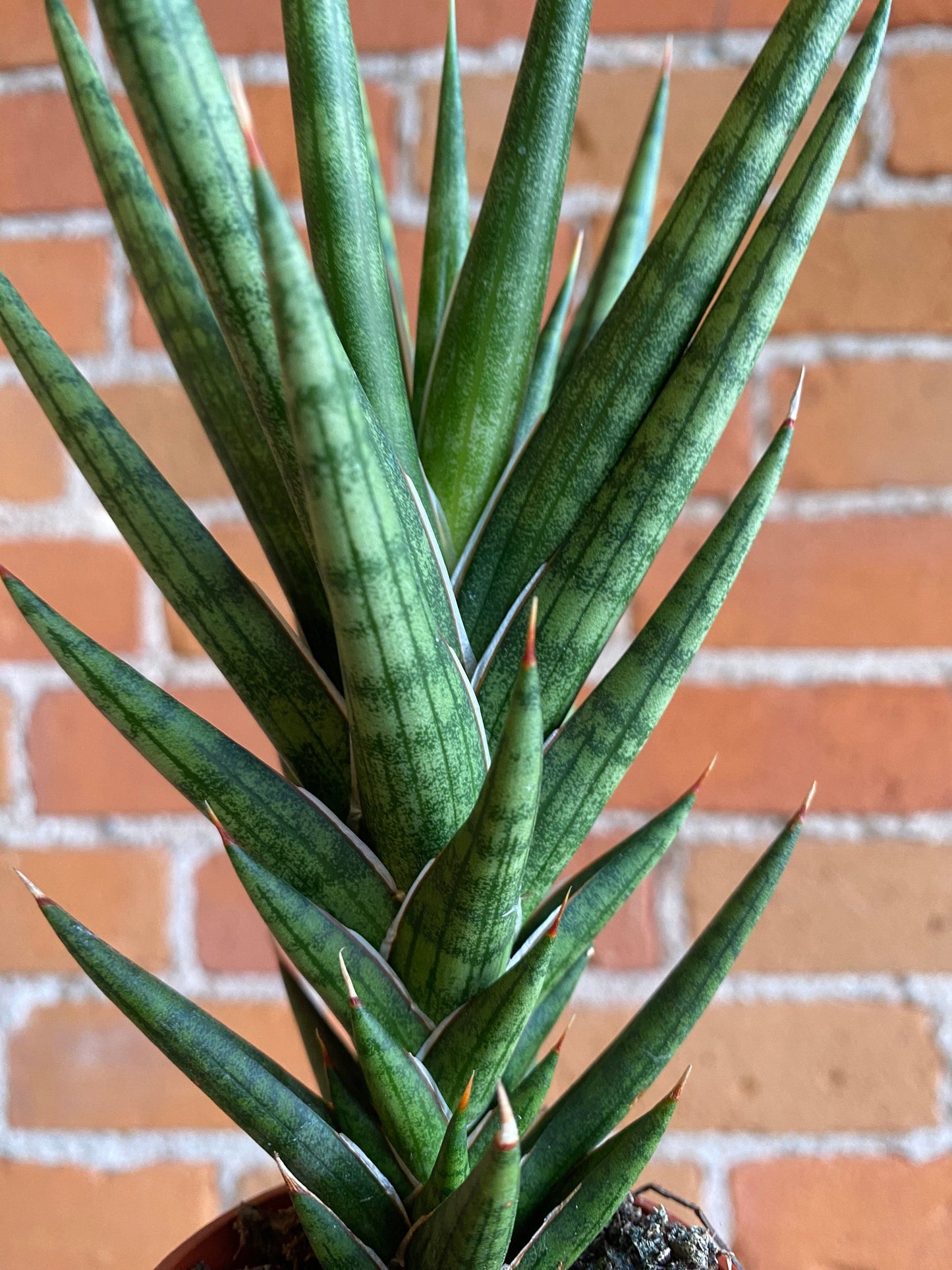 Plant Goals Plant Shop 2.5" Sansevieria Francisii Spiky