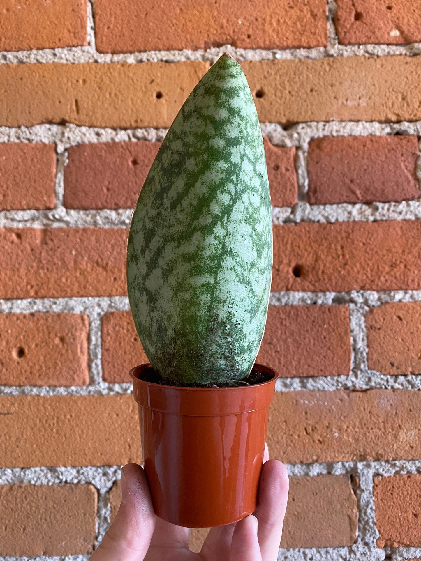Plant Goals Plant Shop 2.5" Sansevieria Masoniana