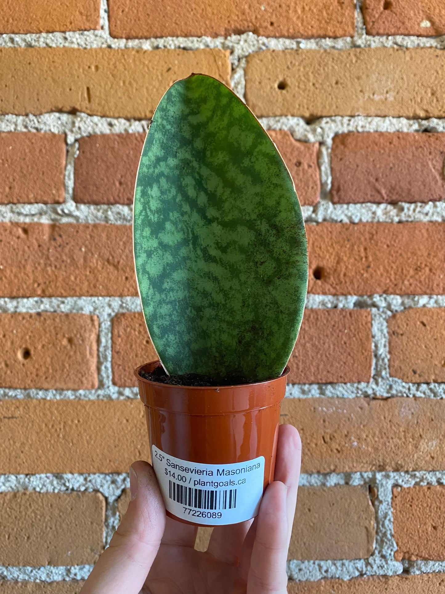 Plant Goals Plant Shop 2.5" Sansevieria Masoniana