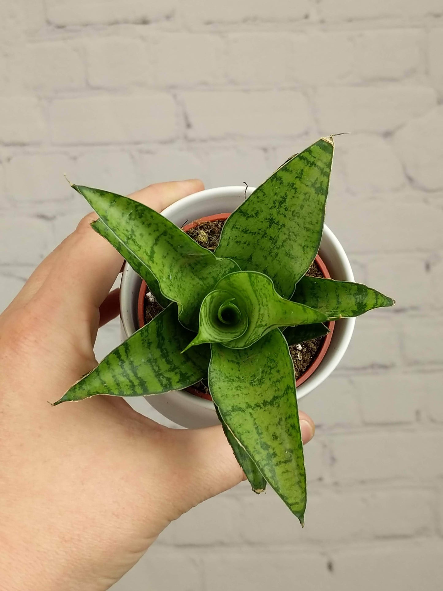 Plant Goals Plant Shop 2.5" Sansevieria Tough Lady