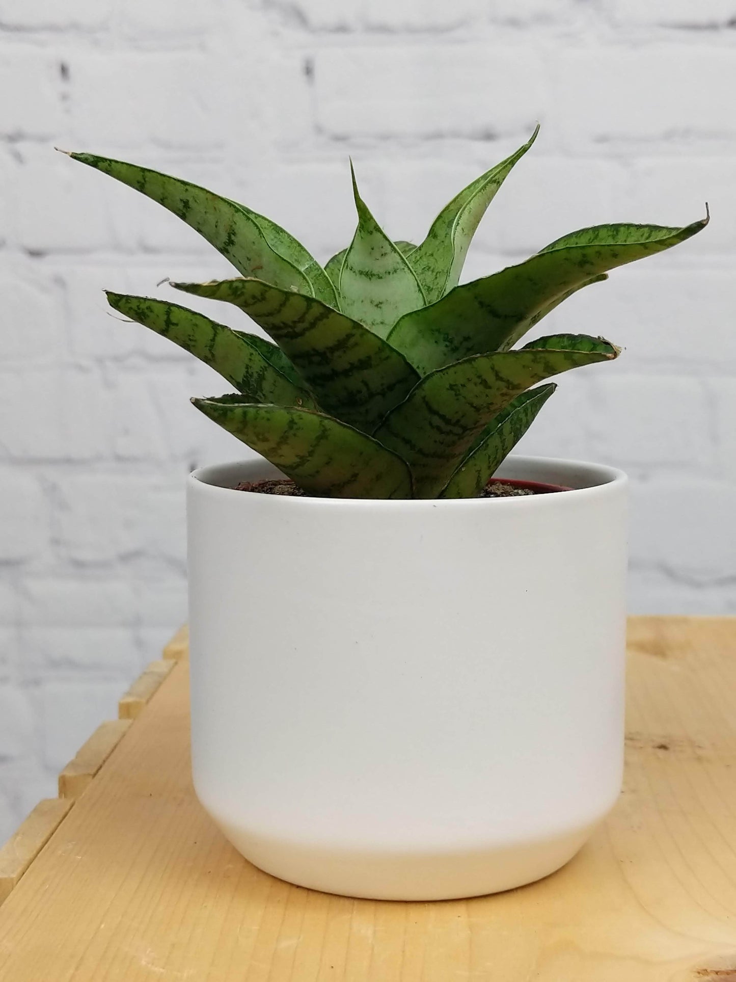 Plant Goals Plant Shop 2.5" Sansevieria Tough Lady