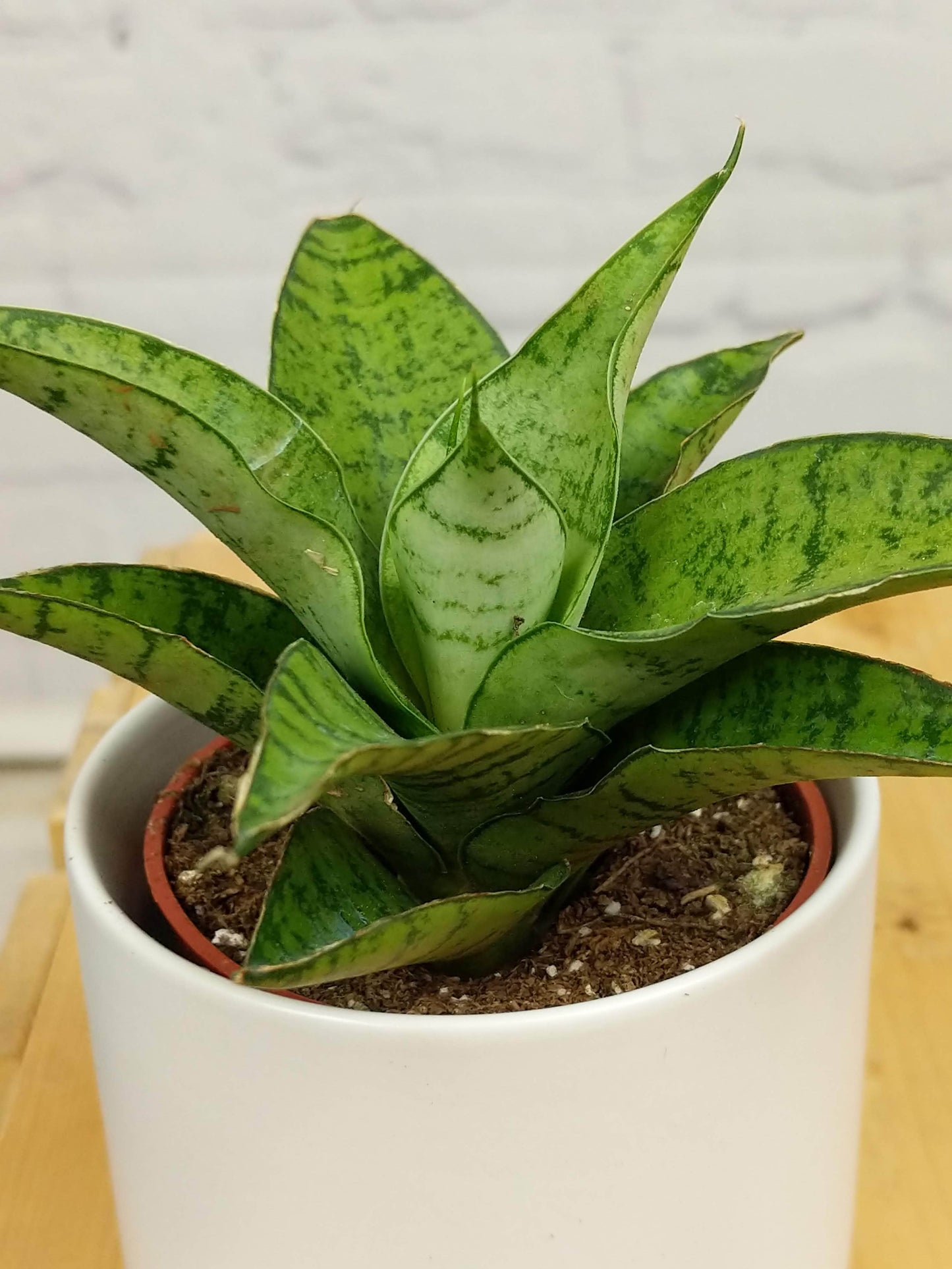 Plant Goals Plant Shop 2.5" Sansevieria Tough Lady