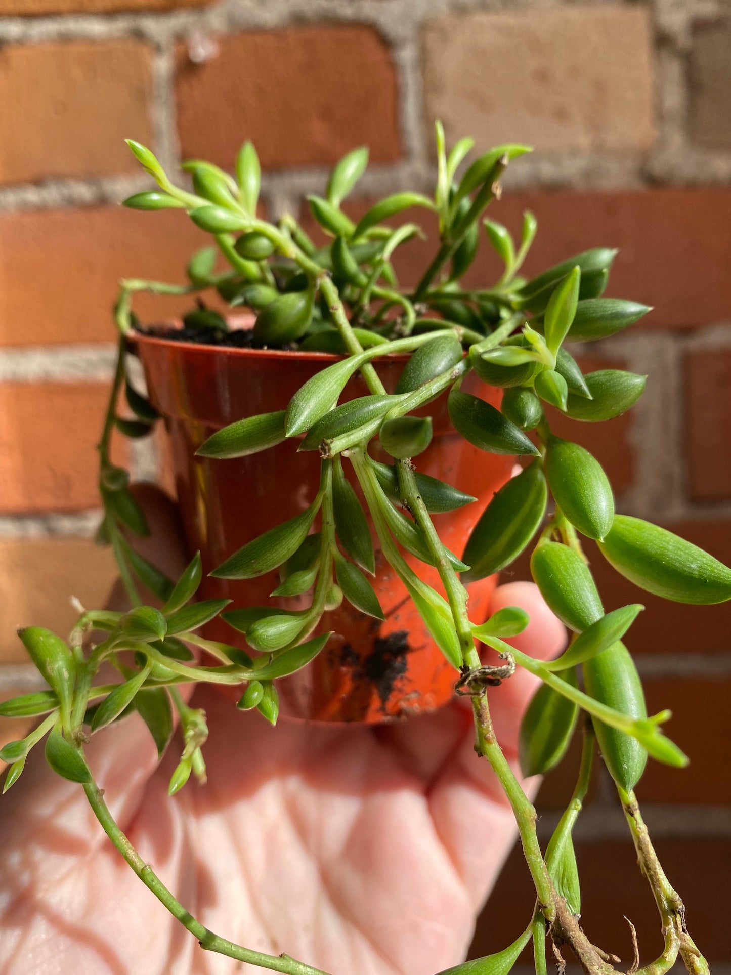 Plant Goals Plant Shop 2.5" String Of Bananas