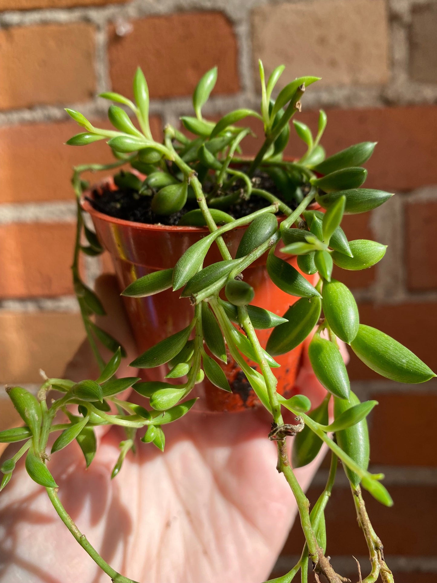 Plant Goals Plant Shop 2.5" String Of Bananas