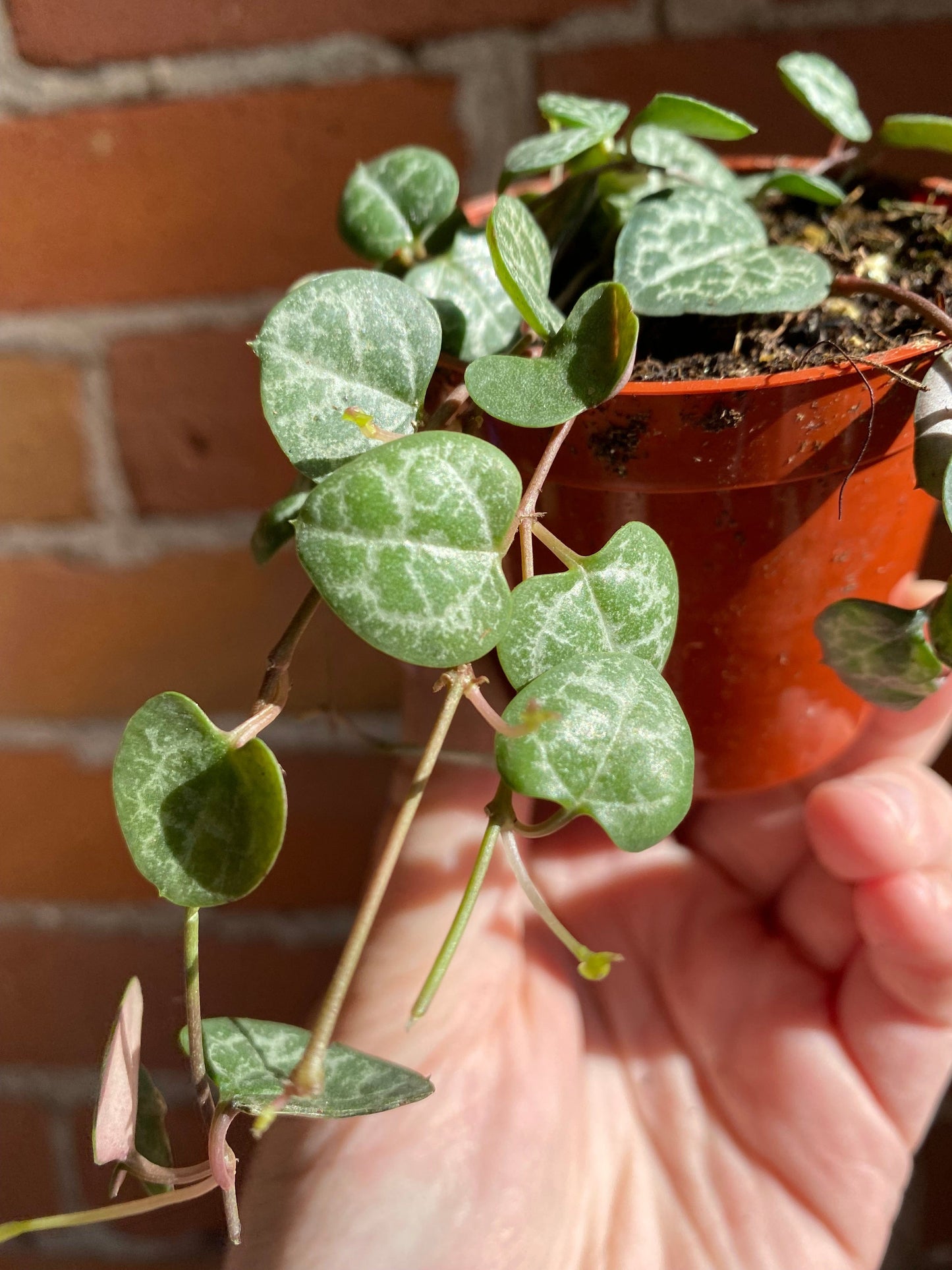 Plant Goals Plant Shop 2.5" String Of Hearts | Ceropegia Woodii