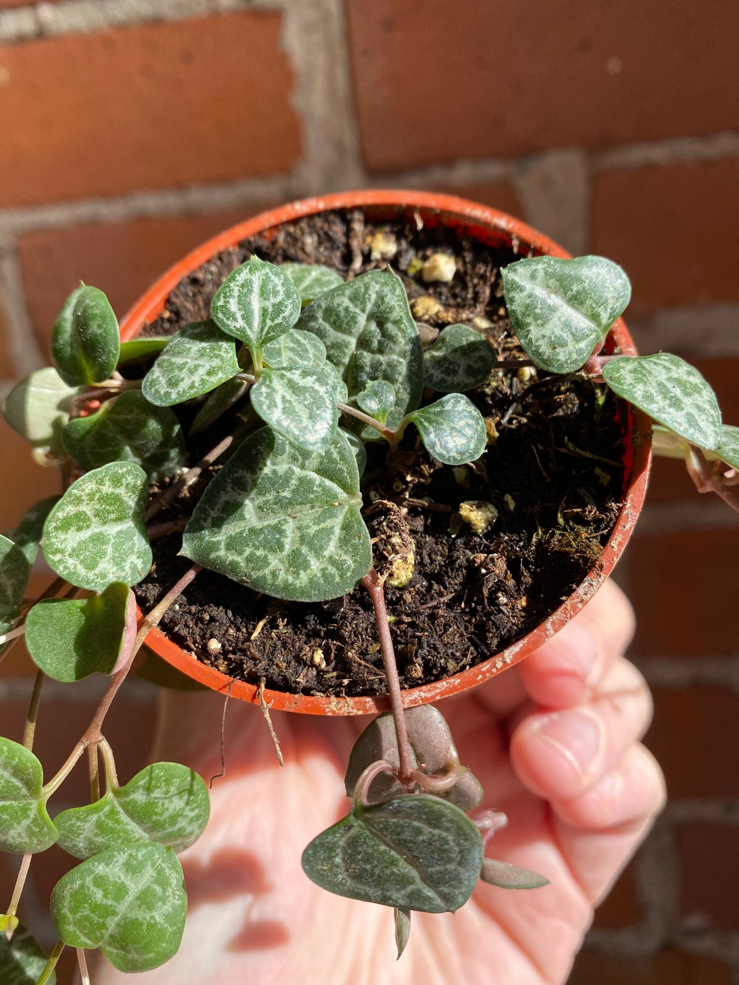 Plant Goals Plant Shop 2.5" String Of Hearts | Ceropegia Woodii