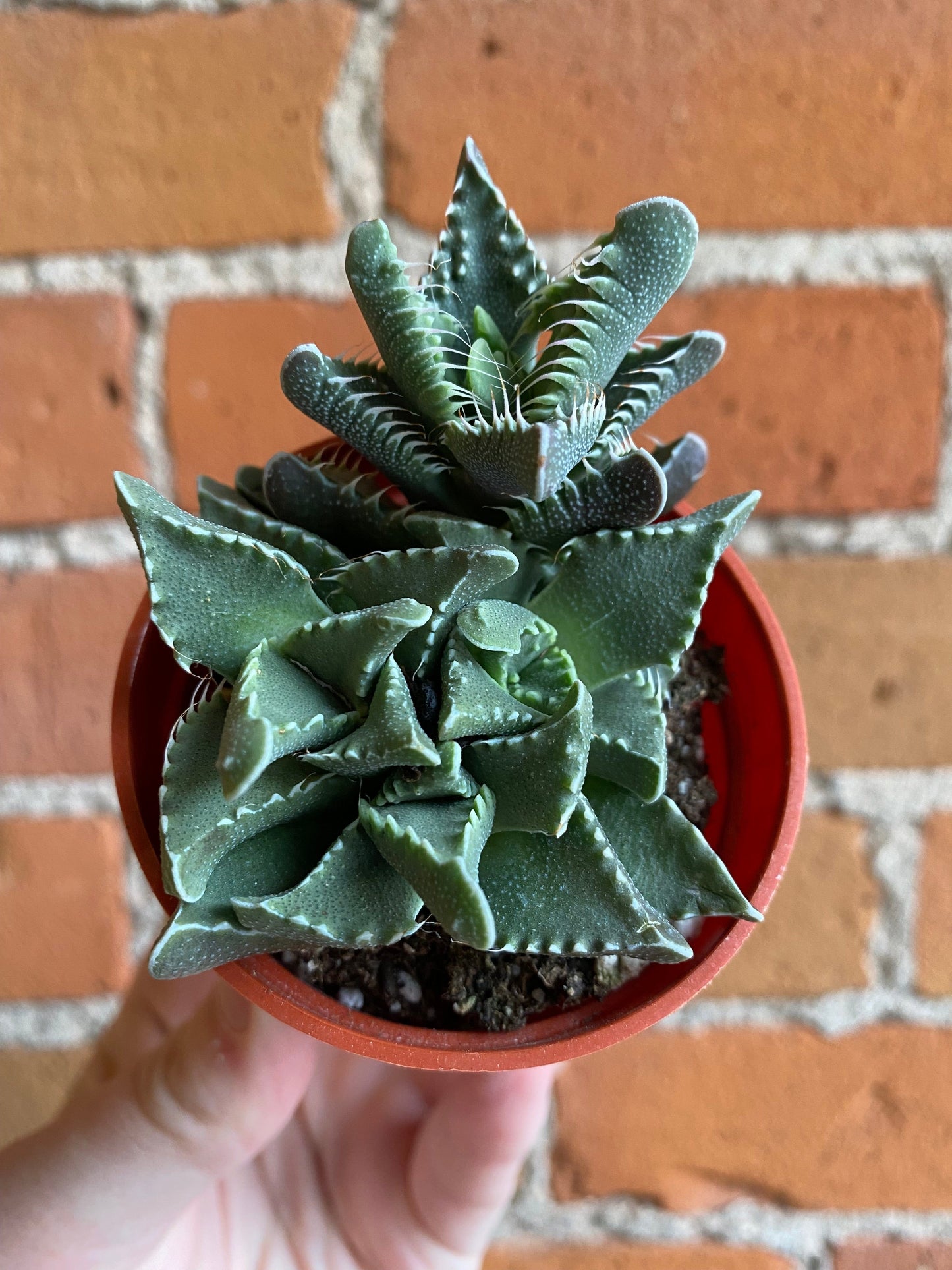 Plant Goals Plant Shop 2.5" Tiger's Jaw | Faucaria Tigrina
