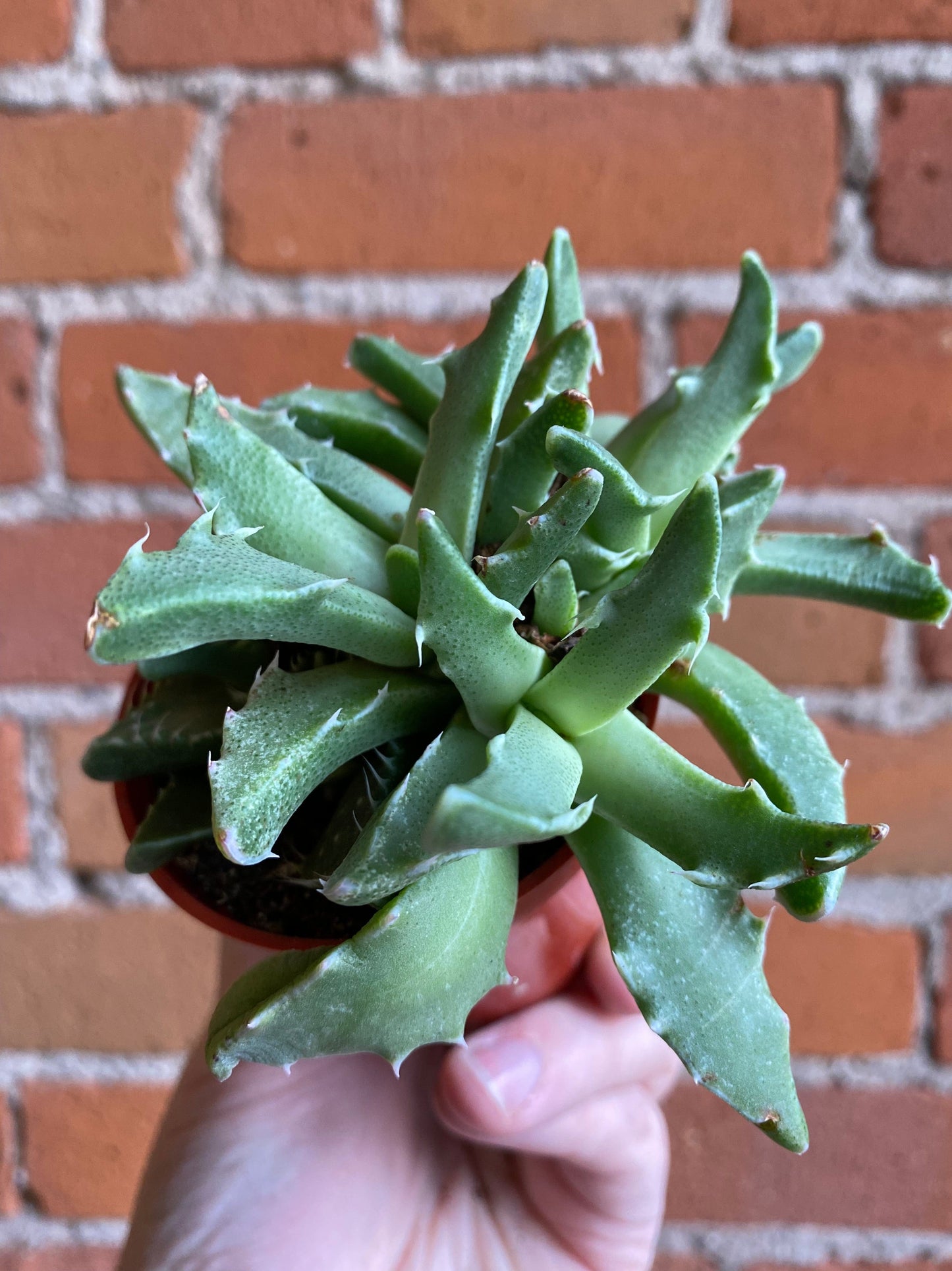 Plant Goals Plant Shop 2.5" Tiger's Jaw | Faucaria Tigrina