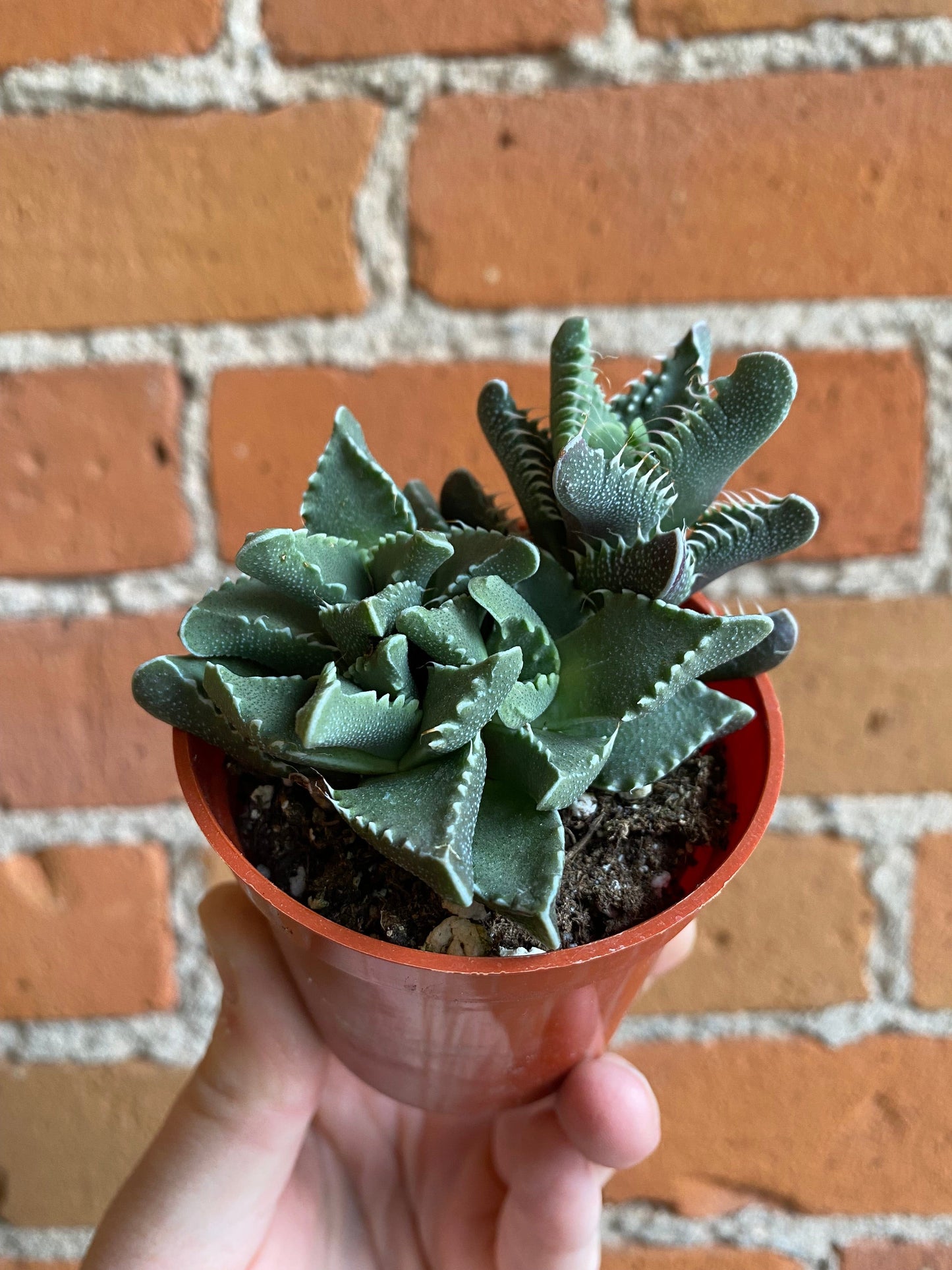 Plant Goals Plant Shop 2.5" Tiger's Jaw | Faucaria Tigrina