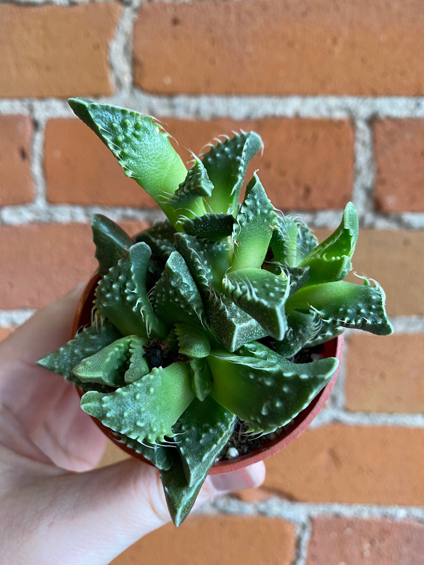 Plant Goals Plant Shop 2.5" Tiger's Jaw | Faucaria Tigrina
