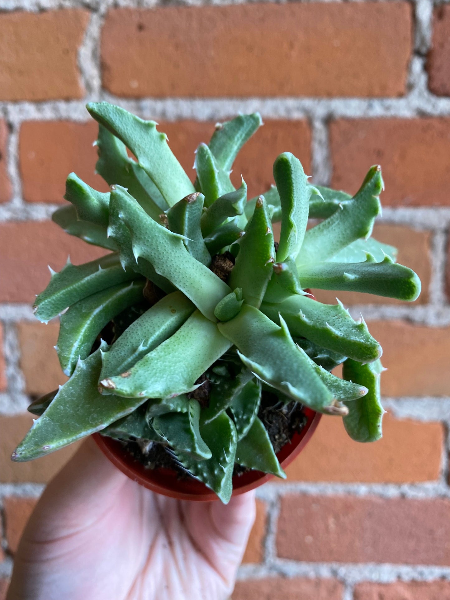 Plant Goals Plant Shop 2.5" Tiger's Jaw | Faucaria Tigrina