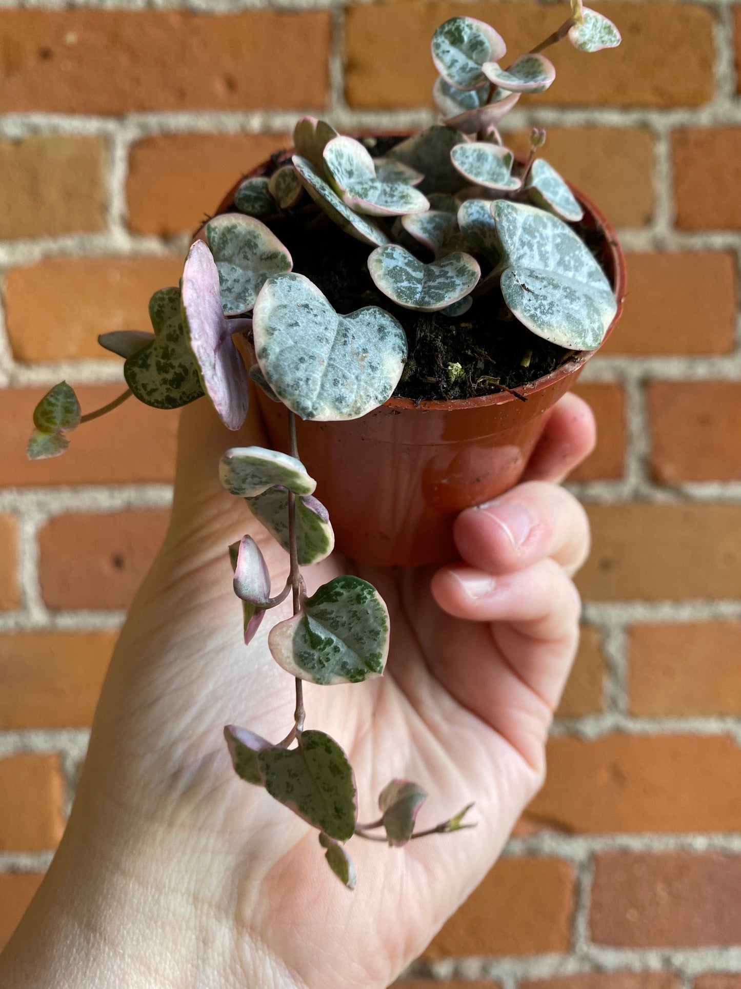Plant Goals Plant Shop 2.5" Variegated String Of Hearts | Ceropegia Woodii Variegata