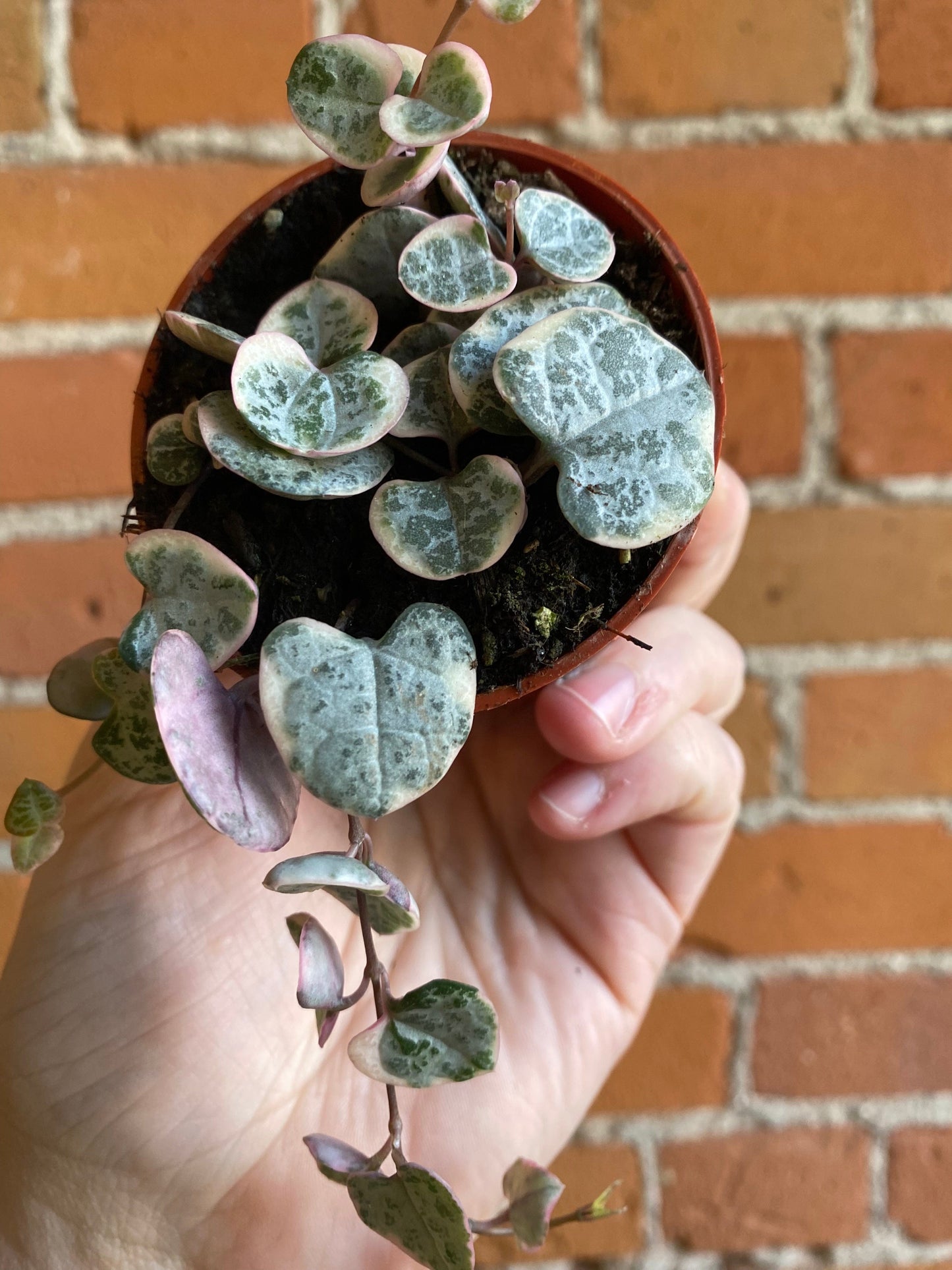 Plant Goals Plant Shop 2.5" Variegated String Of Hearts | Ceropegia Woodii Variegata