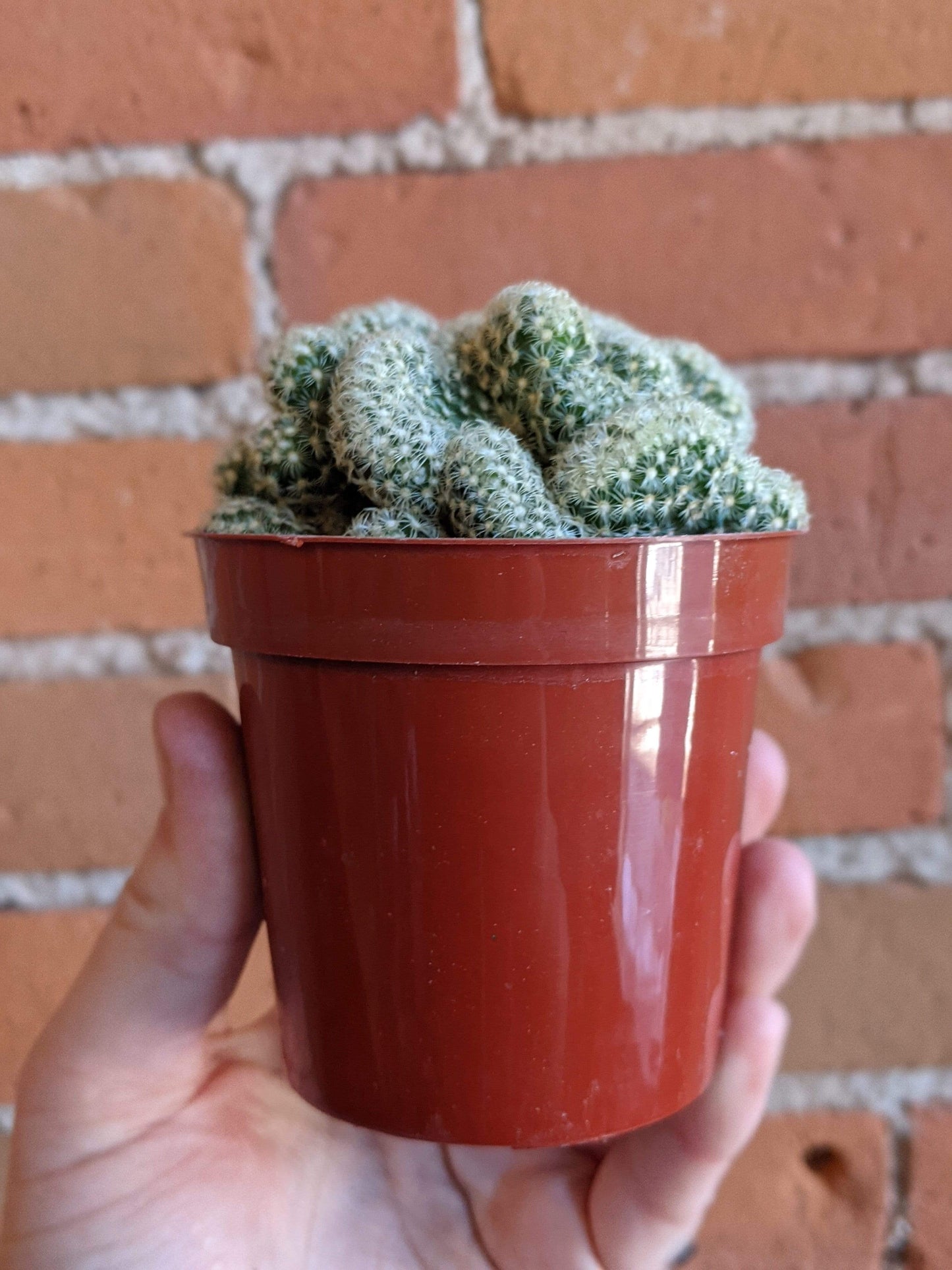 Plant Goals Plant Shop 3.25" Brain Cactus