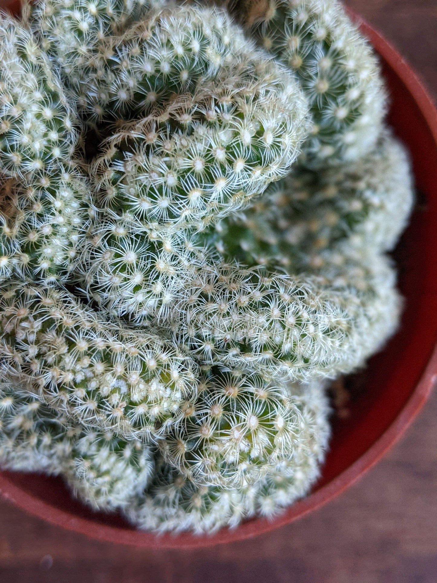 Plant Goals Plant Shop 3.25" Brain Cactus
