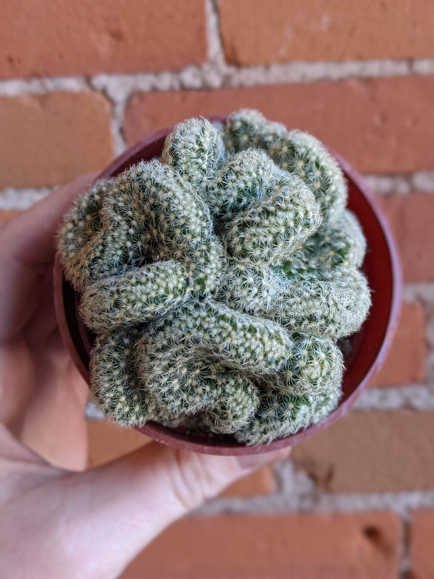 Plant Goals Plant Shop 3.25" Brain Cactus