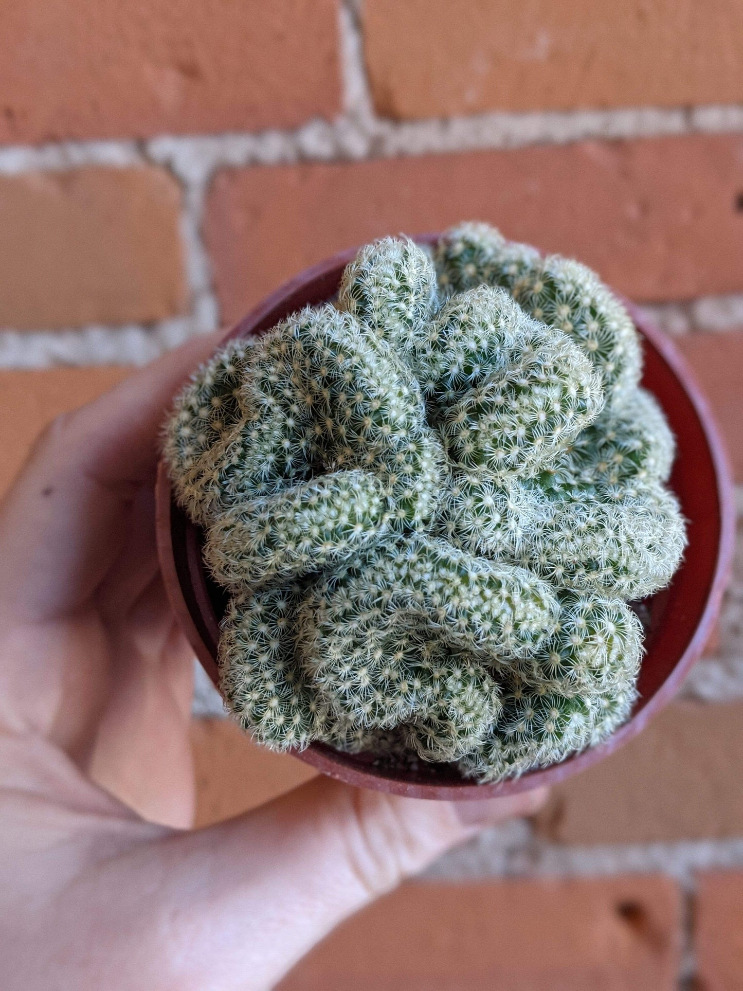 Plant Goals Plant Shop 3.25" Brain Cactus