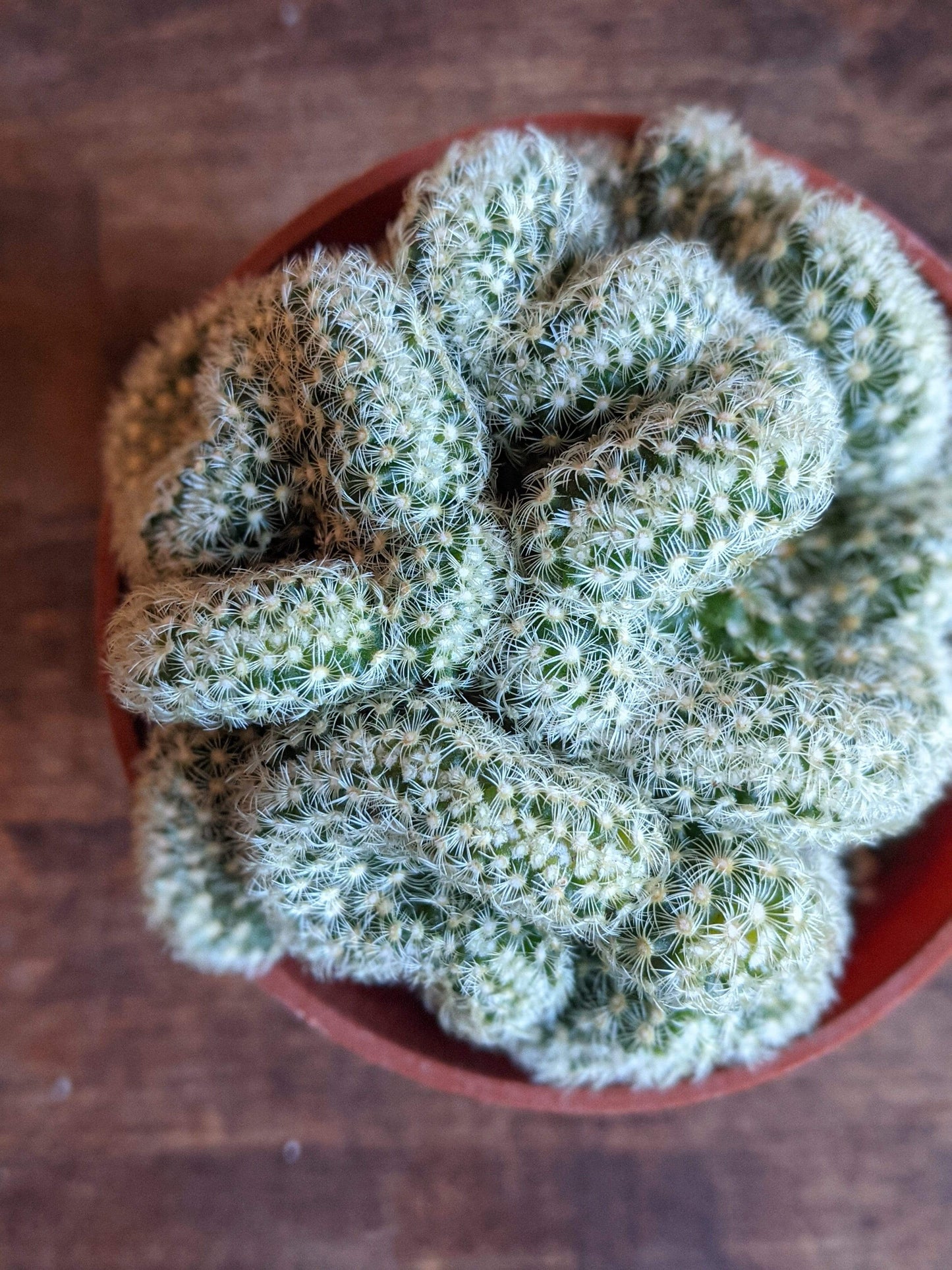 Plant Goals Plant Shop 3.25" Brain Cactus