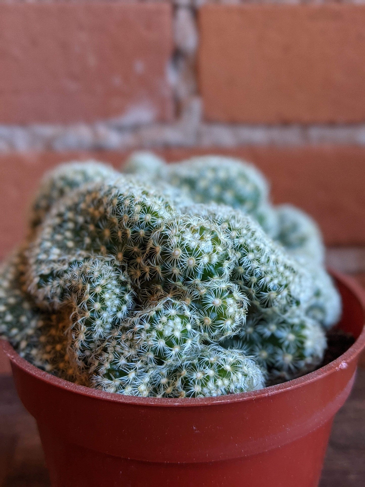 Plant Goals Plant Shop 3.25" Brain Cactus