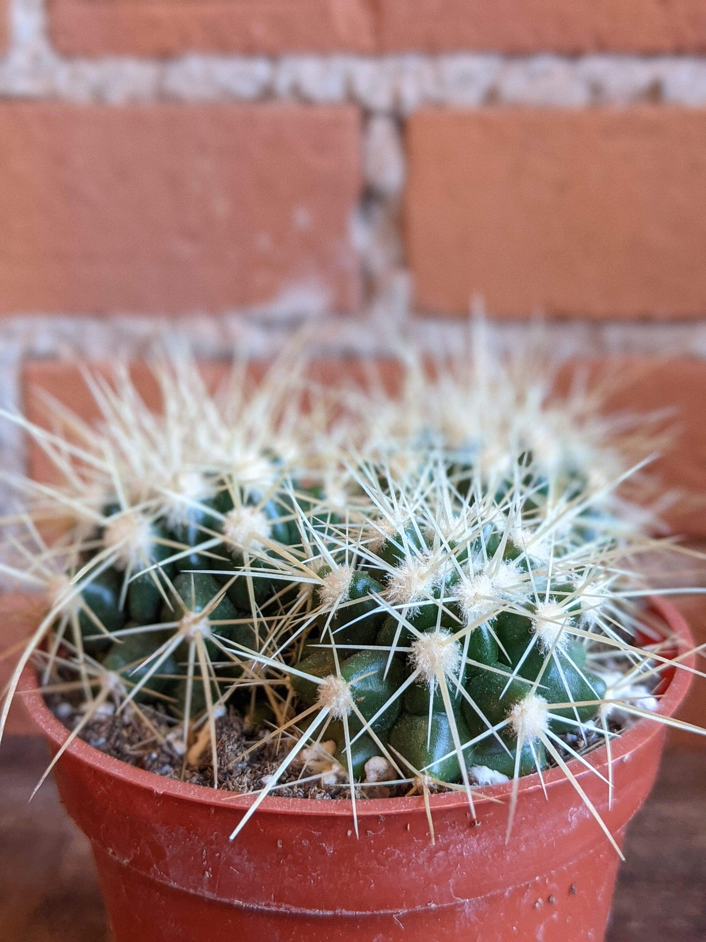 Plant Goals Plant Shop 3.25" Golden Barrel Cactus