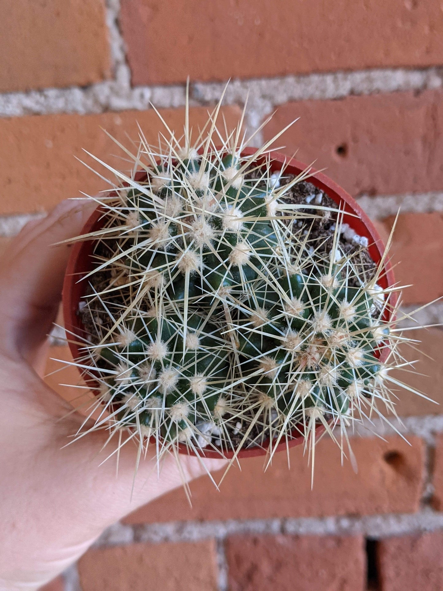 Plant Goals Plant Shop 3.25" Golden Barrel Cactus