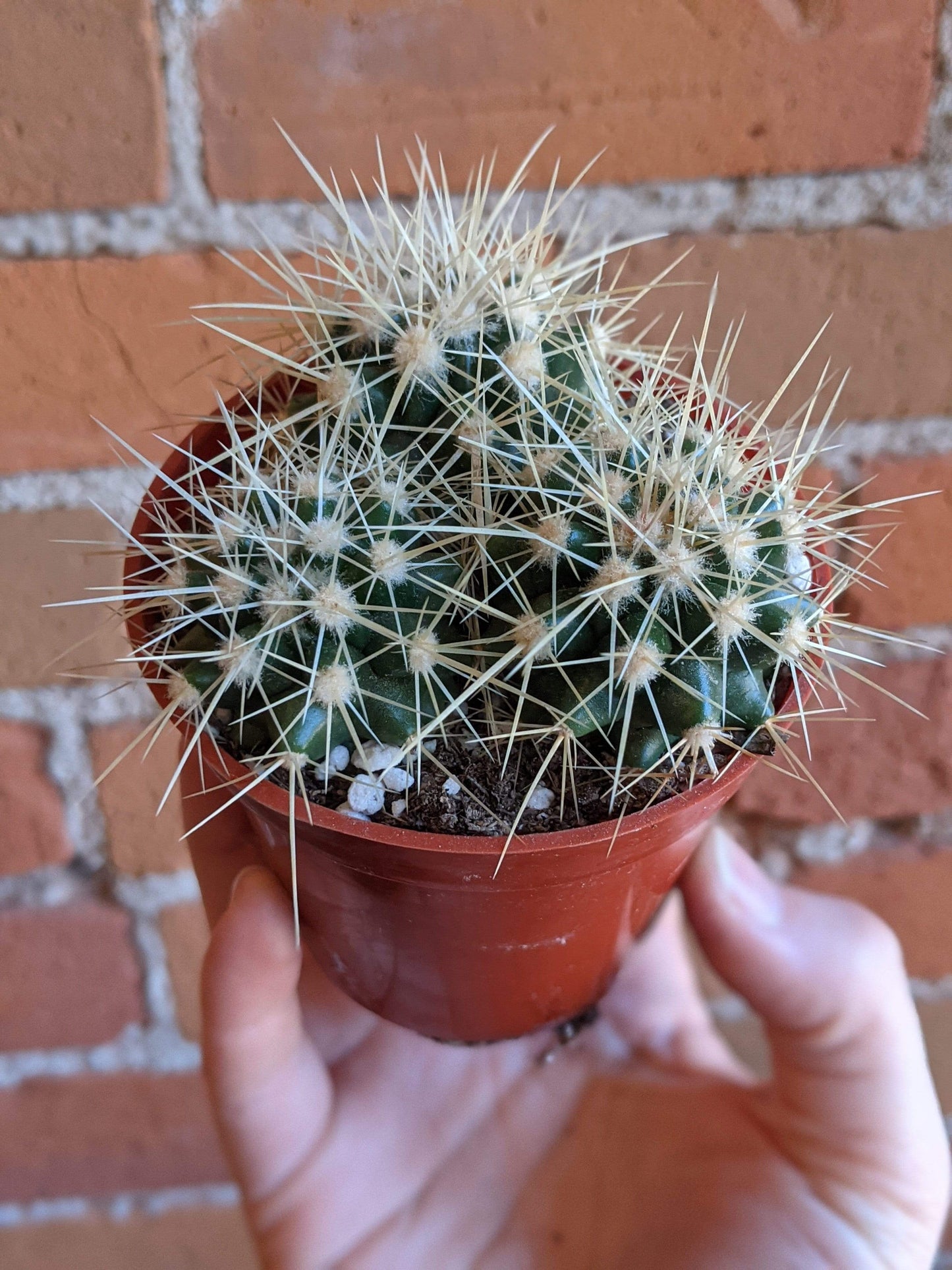 Plant Goals Plant Shop 3.25" Golden Barrel Cactus