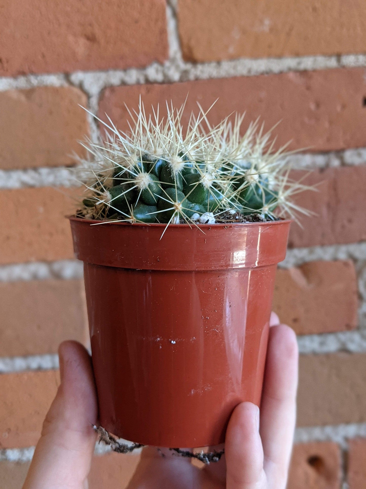 Plant Goals Plant Shop 3.25" Golden Barrel Cactus