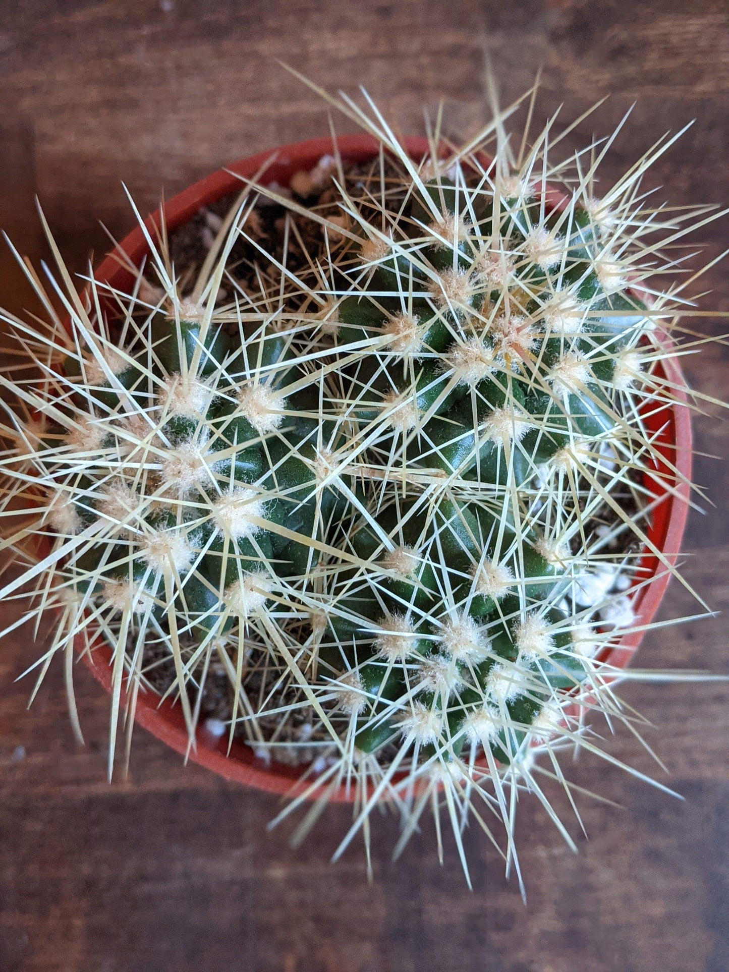 Plant Goals Plant Shop 3.25" Golden Barrel Cactus