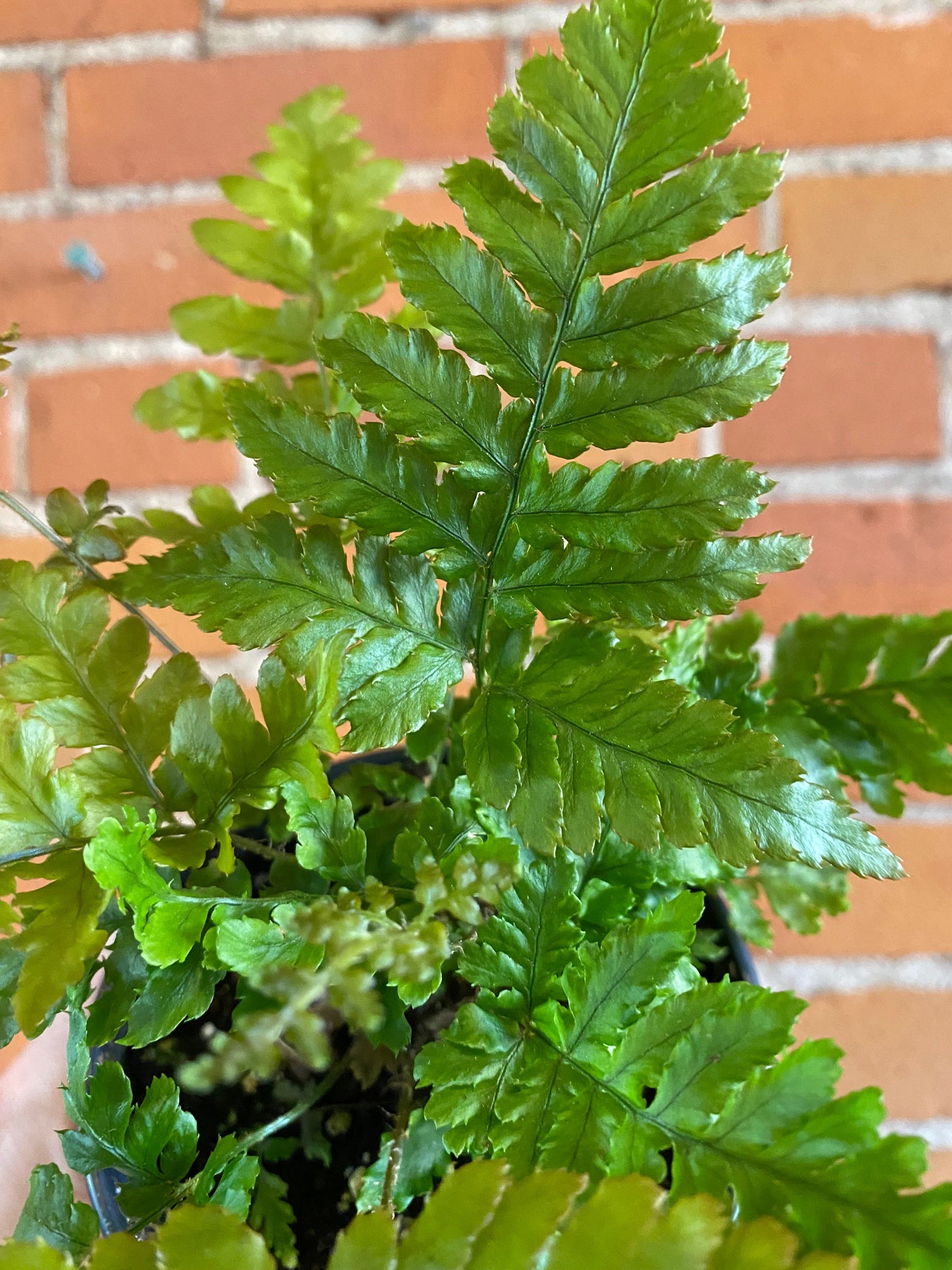 Plant Goals Plant Shop 3.5" Autumn Fern