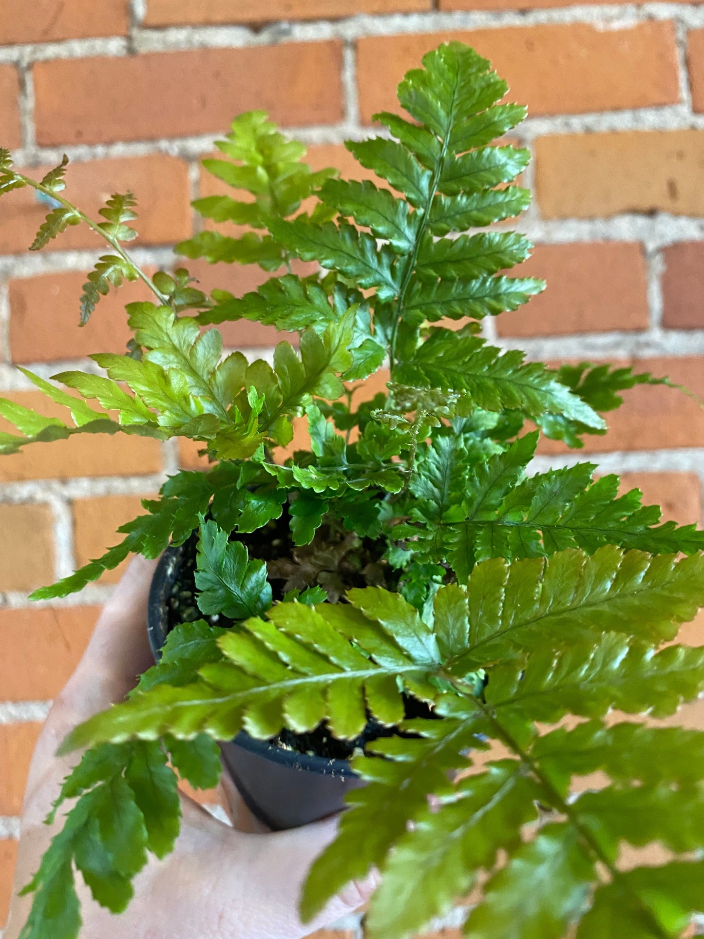 Plant Goals Plant Shop 3.5" Autumn Fern