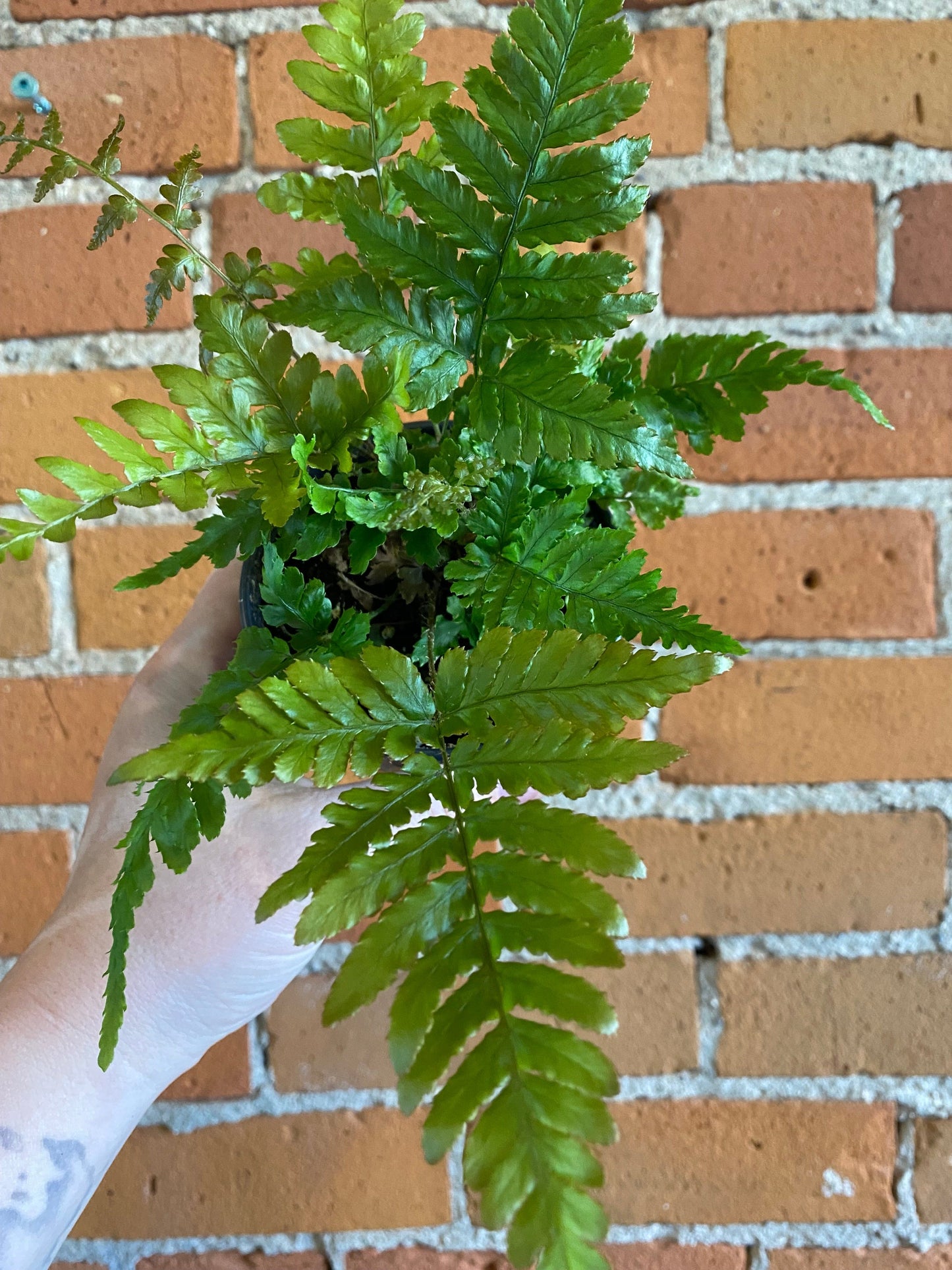 Plant Goals Plant Shop 3.5" Autumn Fern