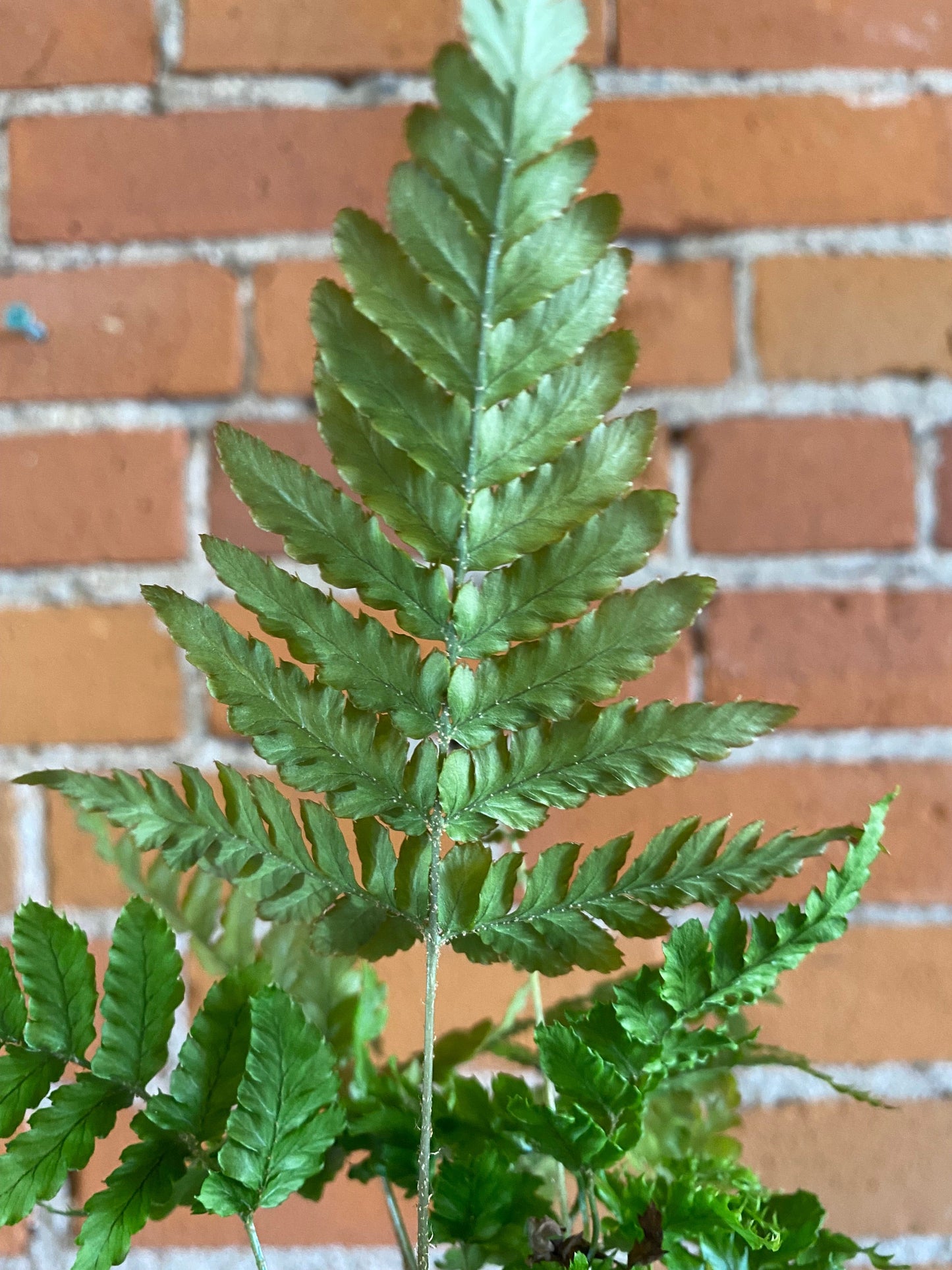 Plant Goals Plant Shop 3.5" Autumn Fern