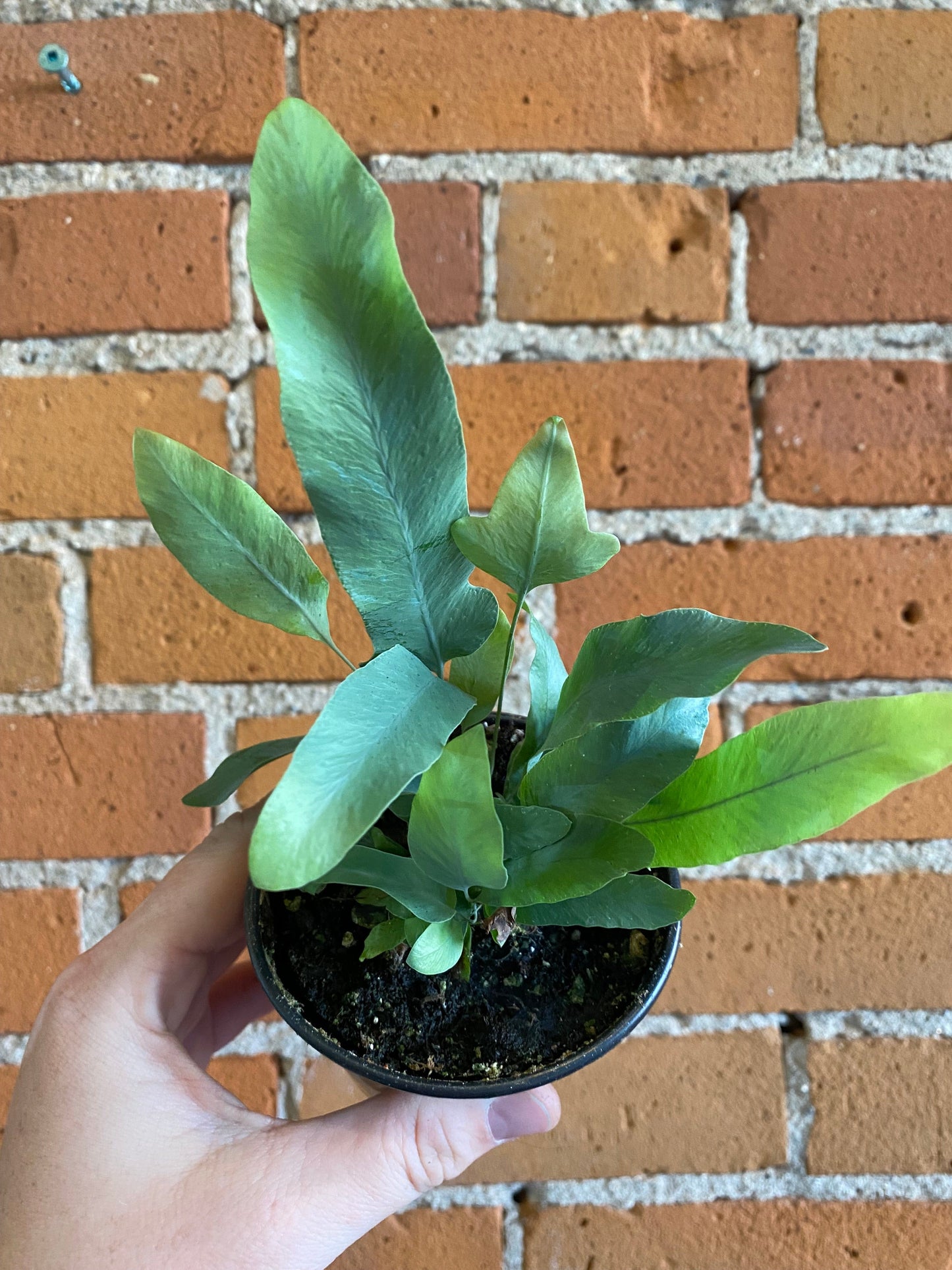 Plant Goals Plant Shop 3.5" Blue Star Fern