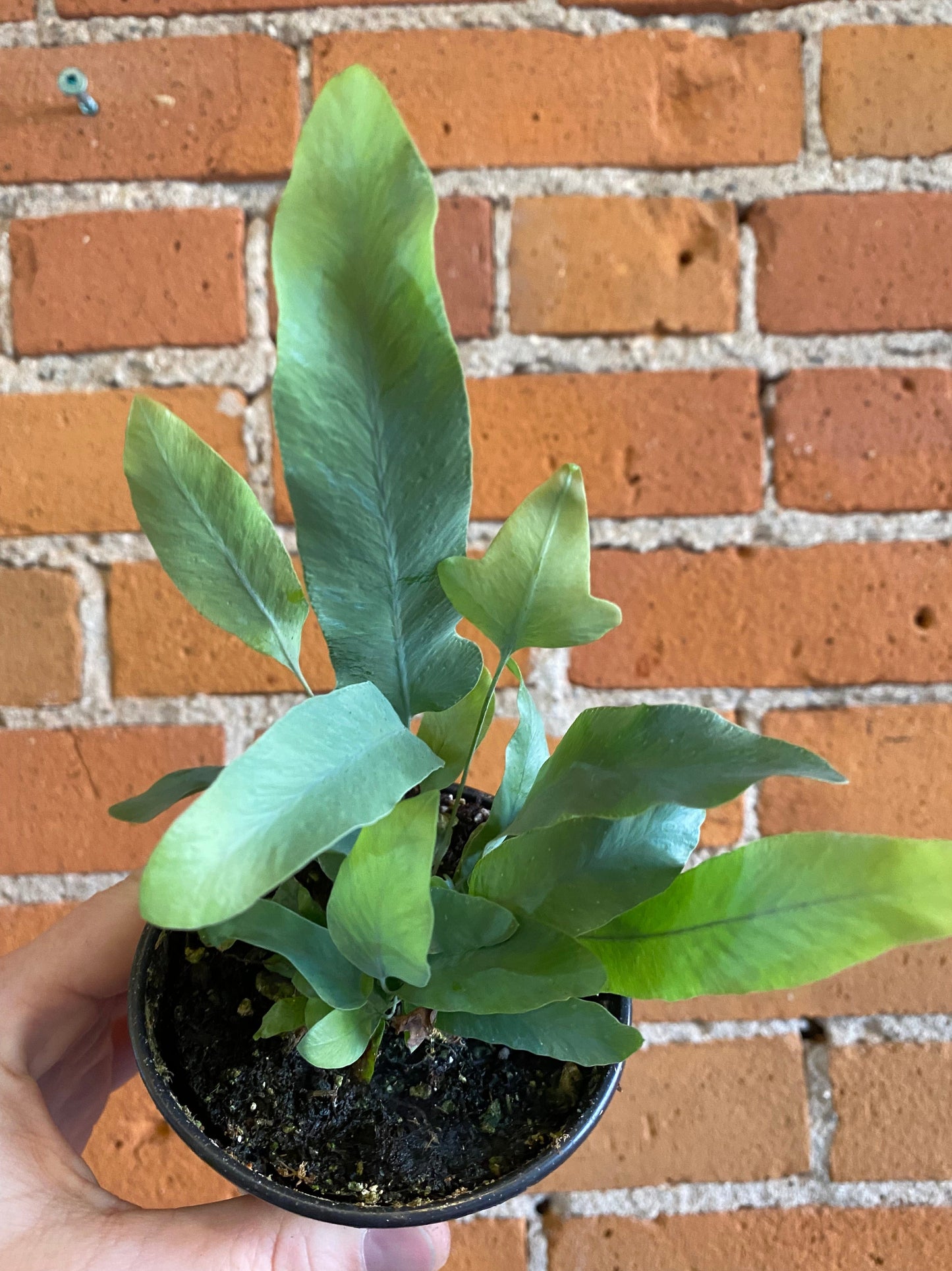 Plant Goals Plant Shop 3.5" Blue Star Fern