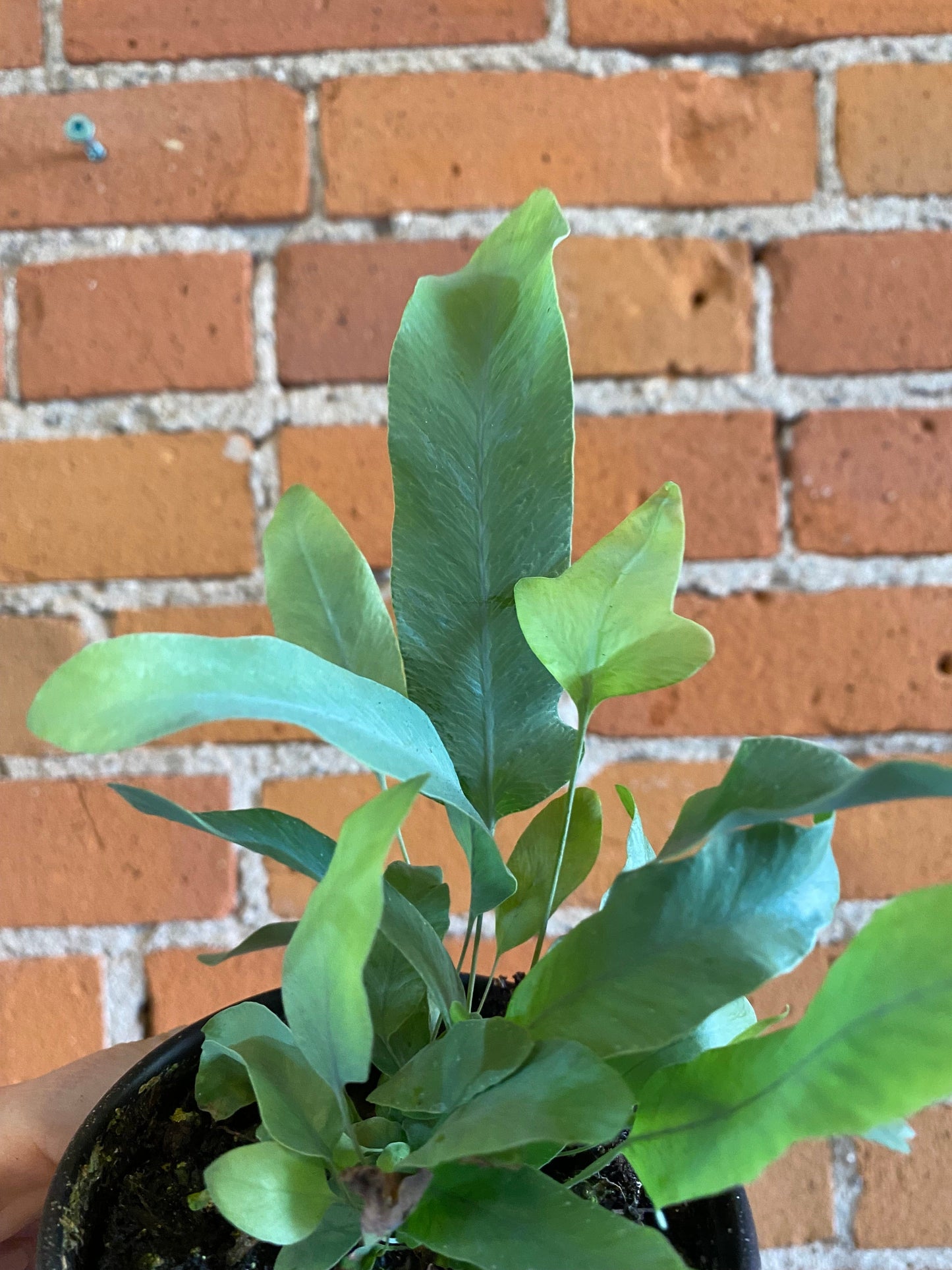 Plant Goals Plant Shop 3.5" Blue Star Fern