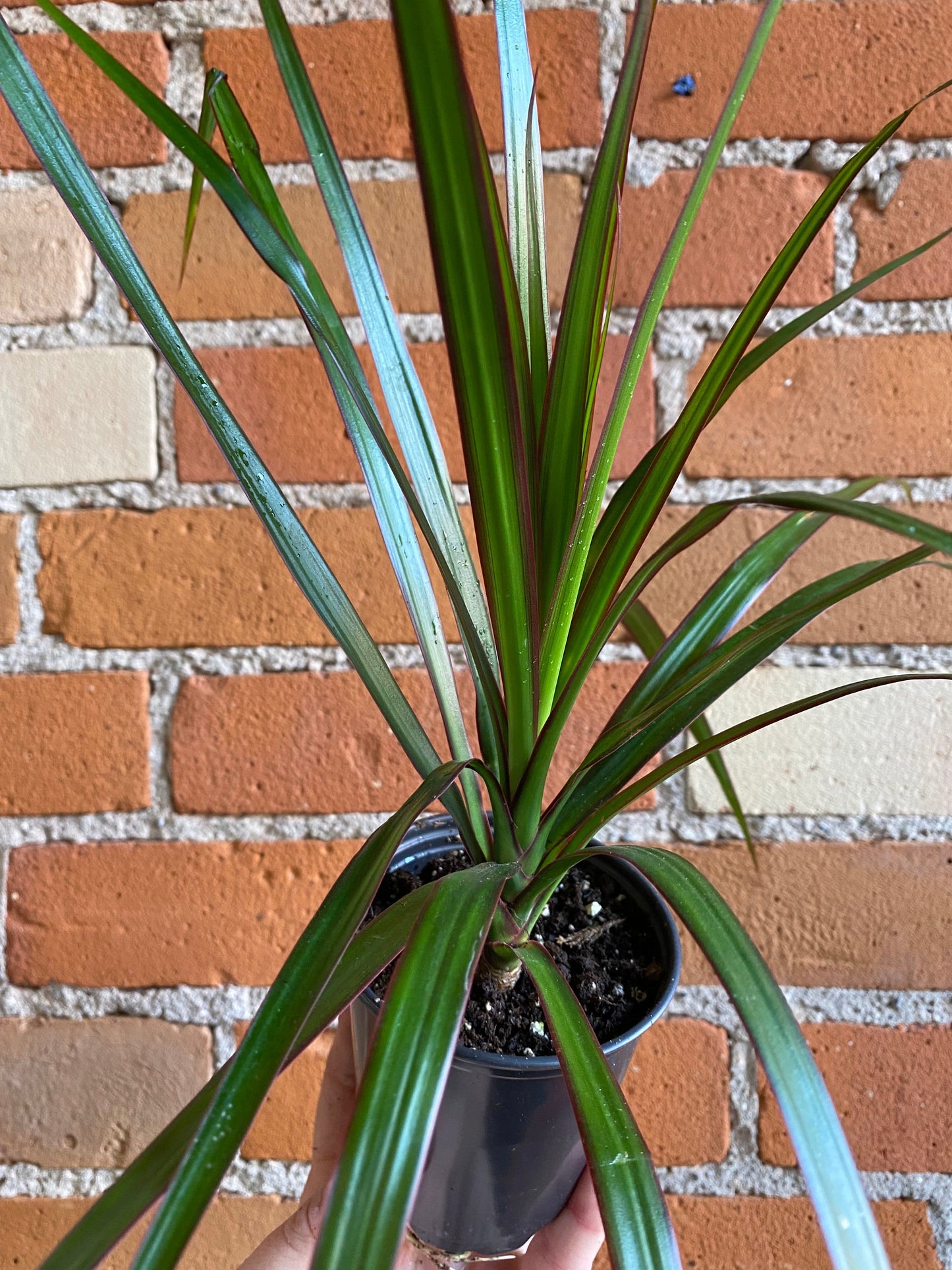 Plant Goals Plant Shop 3.5" Dracaena Marginata